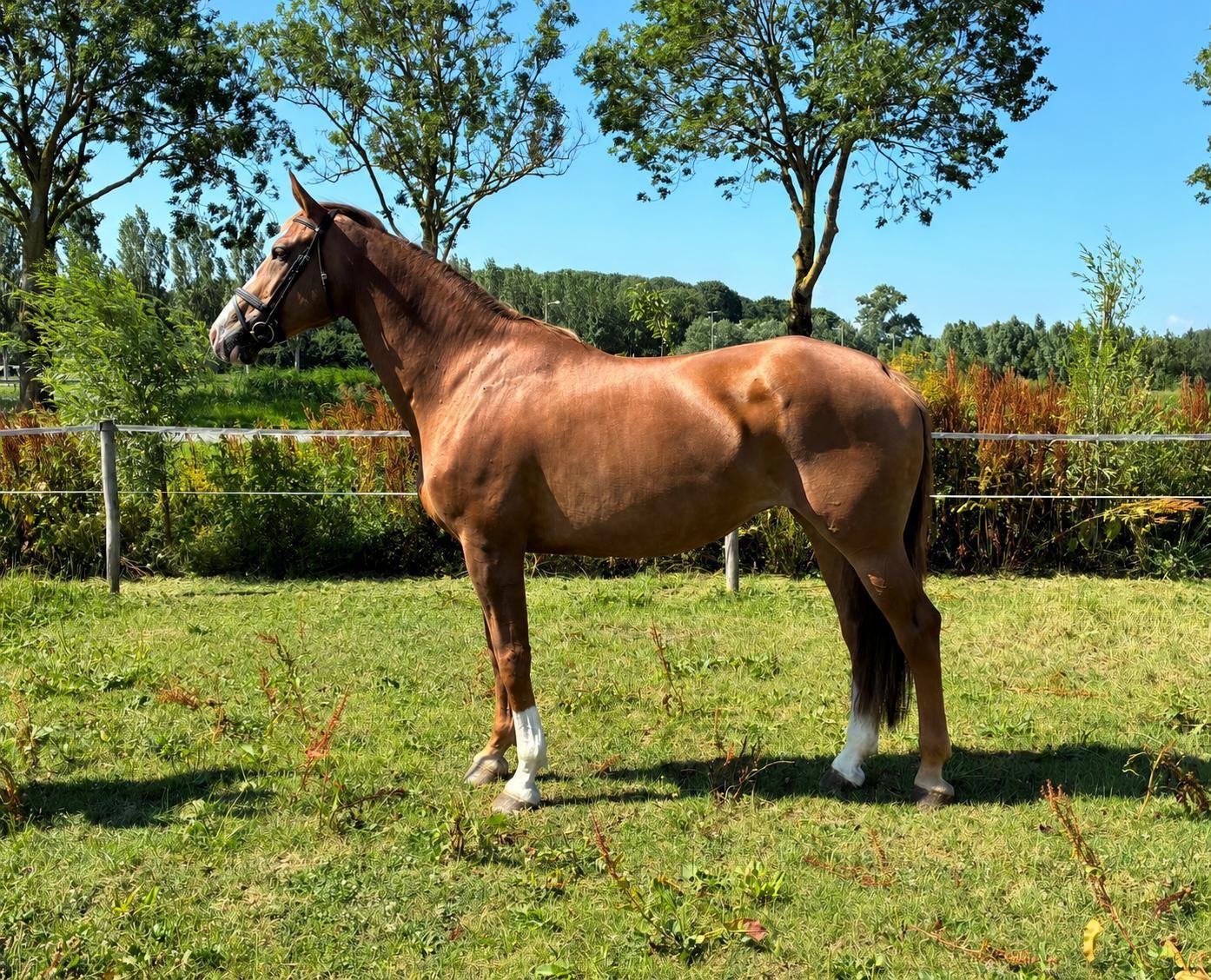 kwpn springpaard merrie 13 Jahre alt vos zu verkaufen - Foto 5