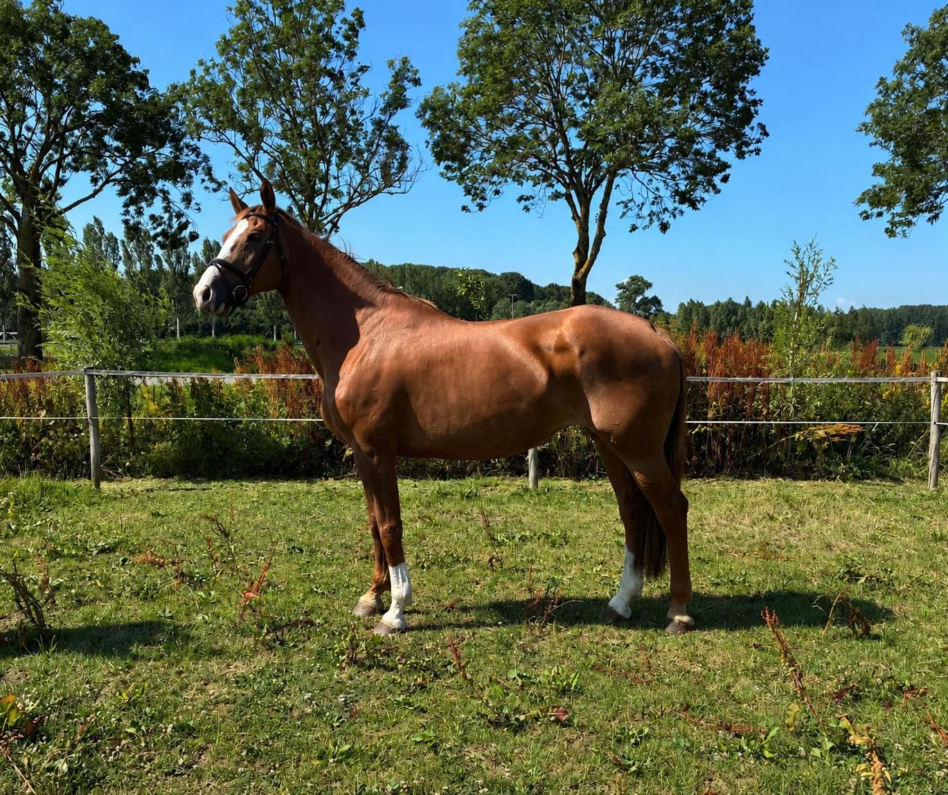 kwpn springpaard merrie 13 Jahre alt vos zu verkaufen - Foto 4