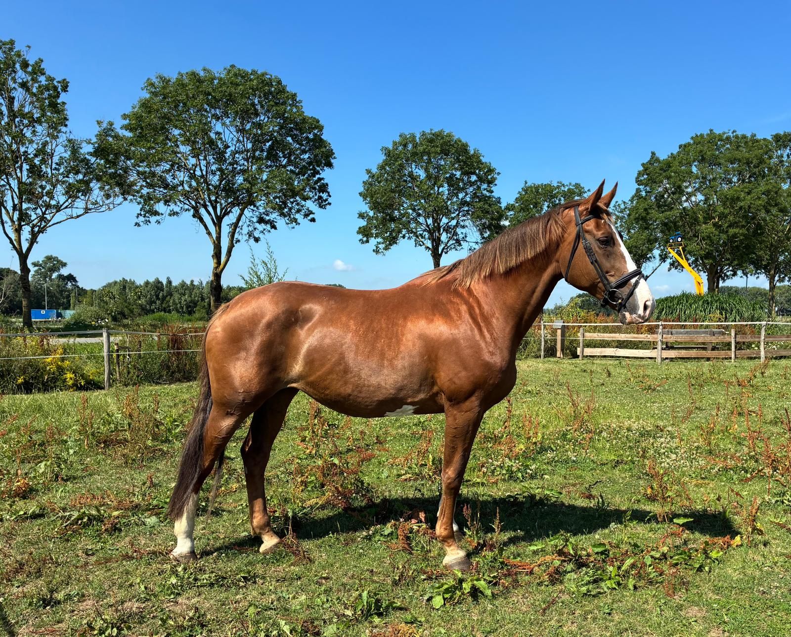 kwpn springpaard merrie 13 Jahre alt vos zu verkaufen - Foto 3