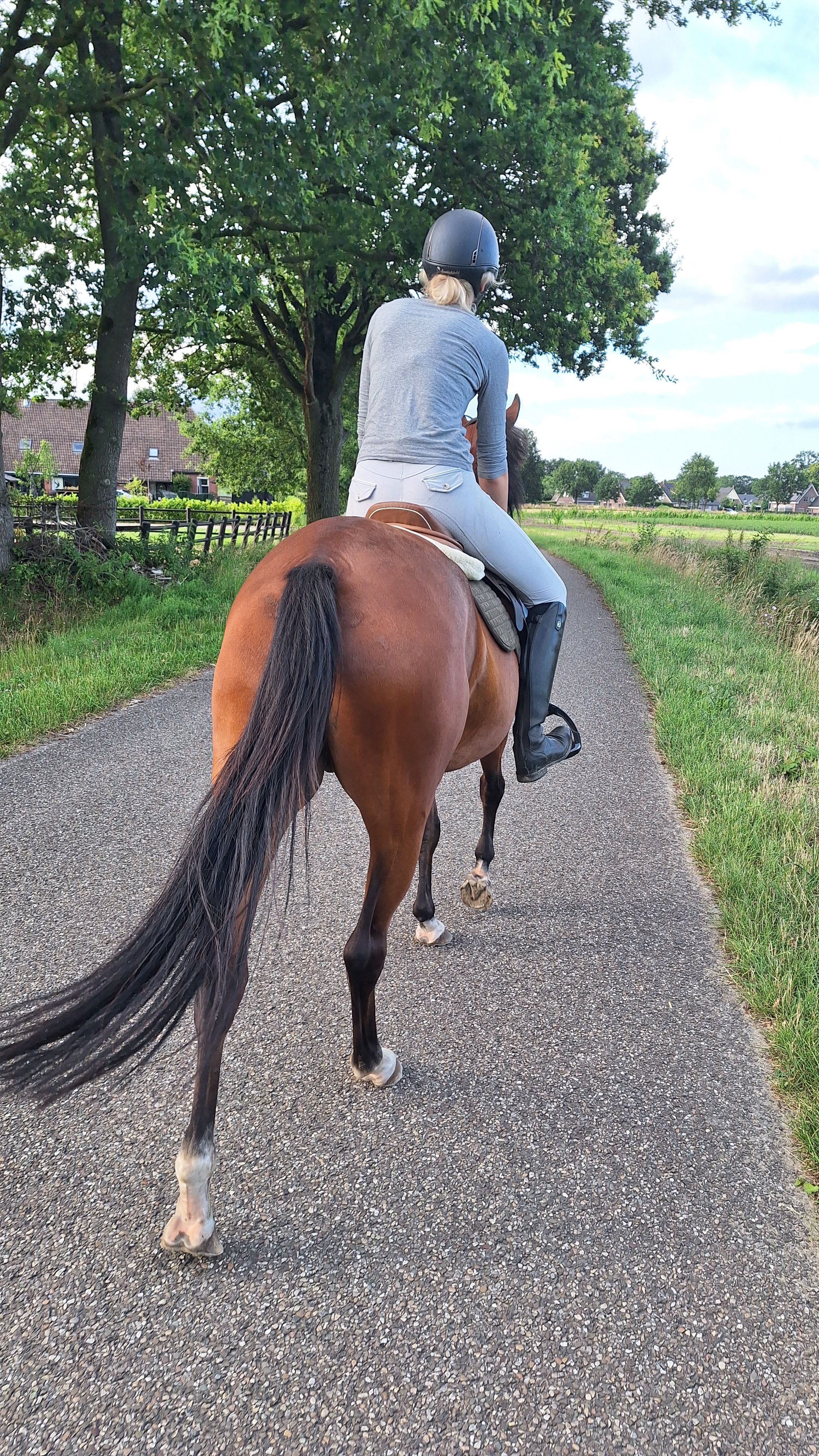 welsh allround-pony merrie 3 anos bruin à venda - Foto 3