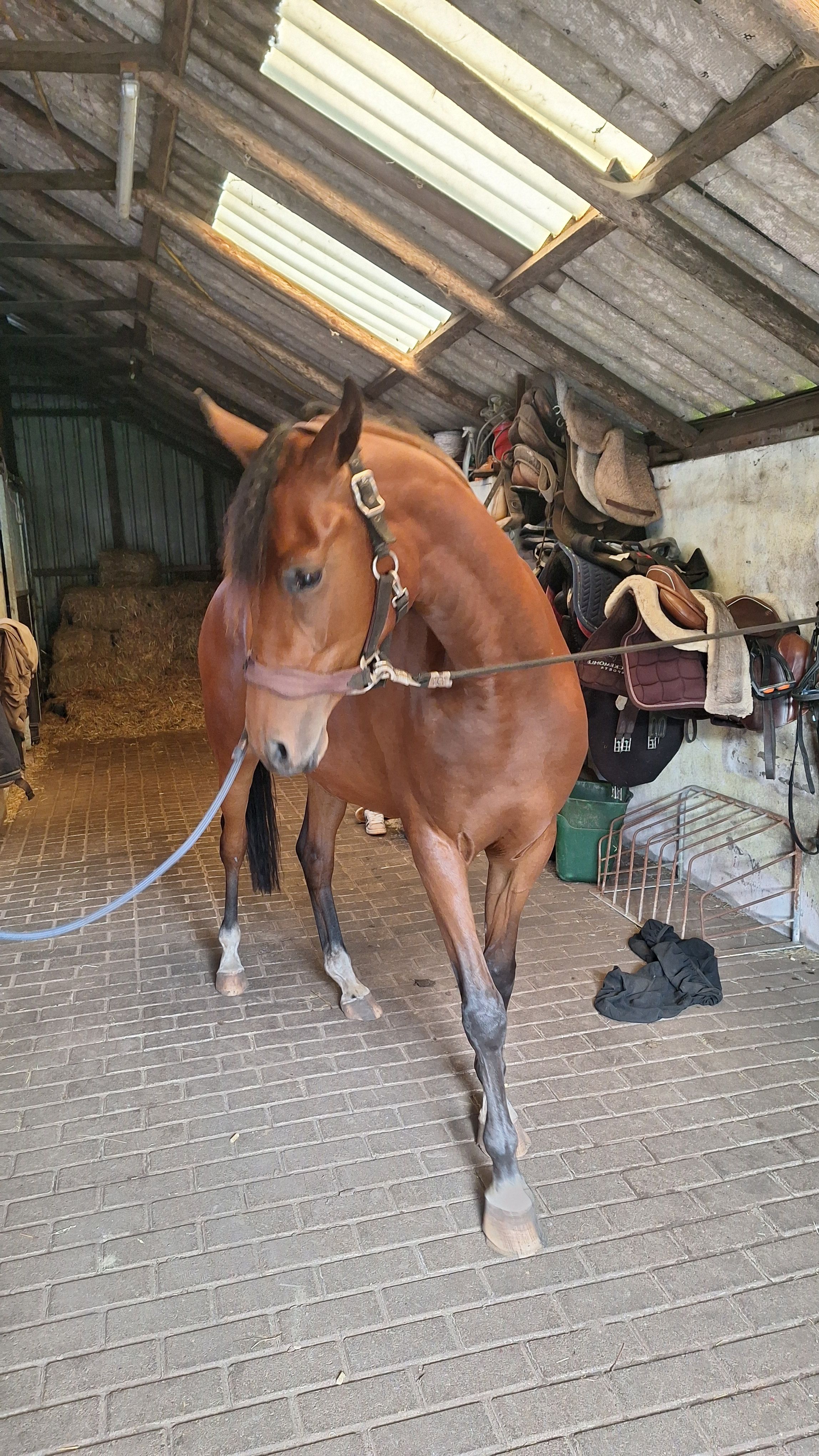 welsh allround-pony merrie 3 anos bruin à venda - Foto 2