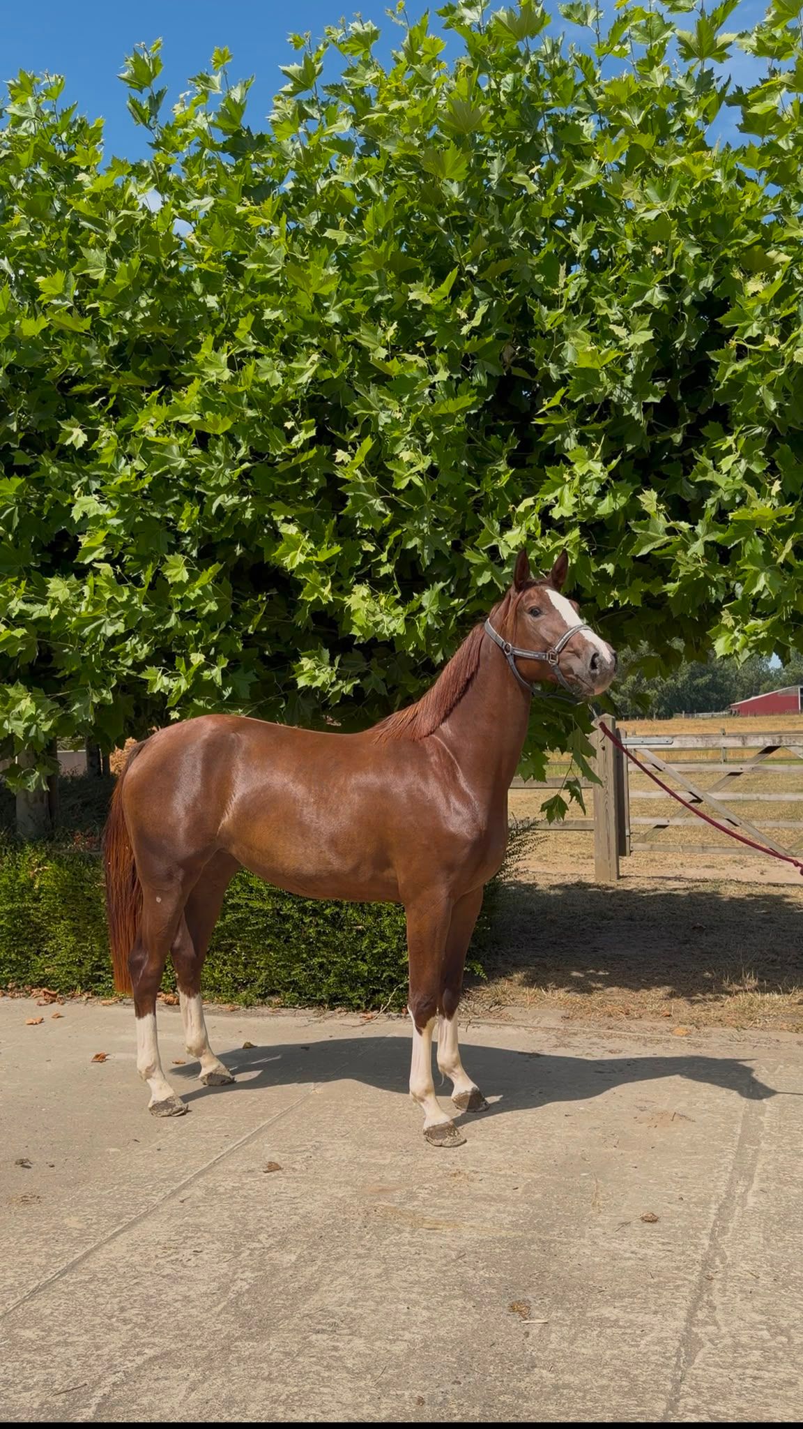 3-year-old Emerald mare