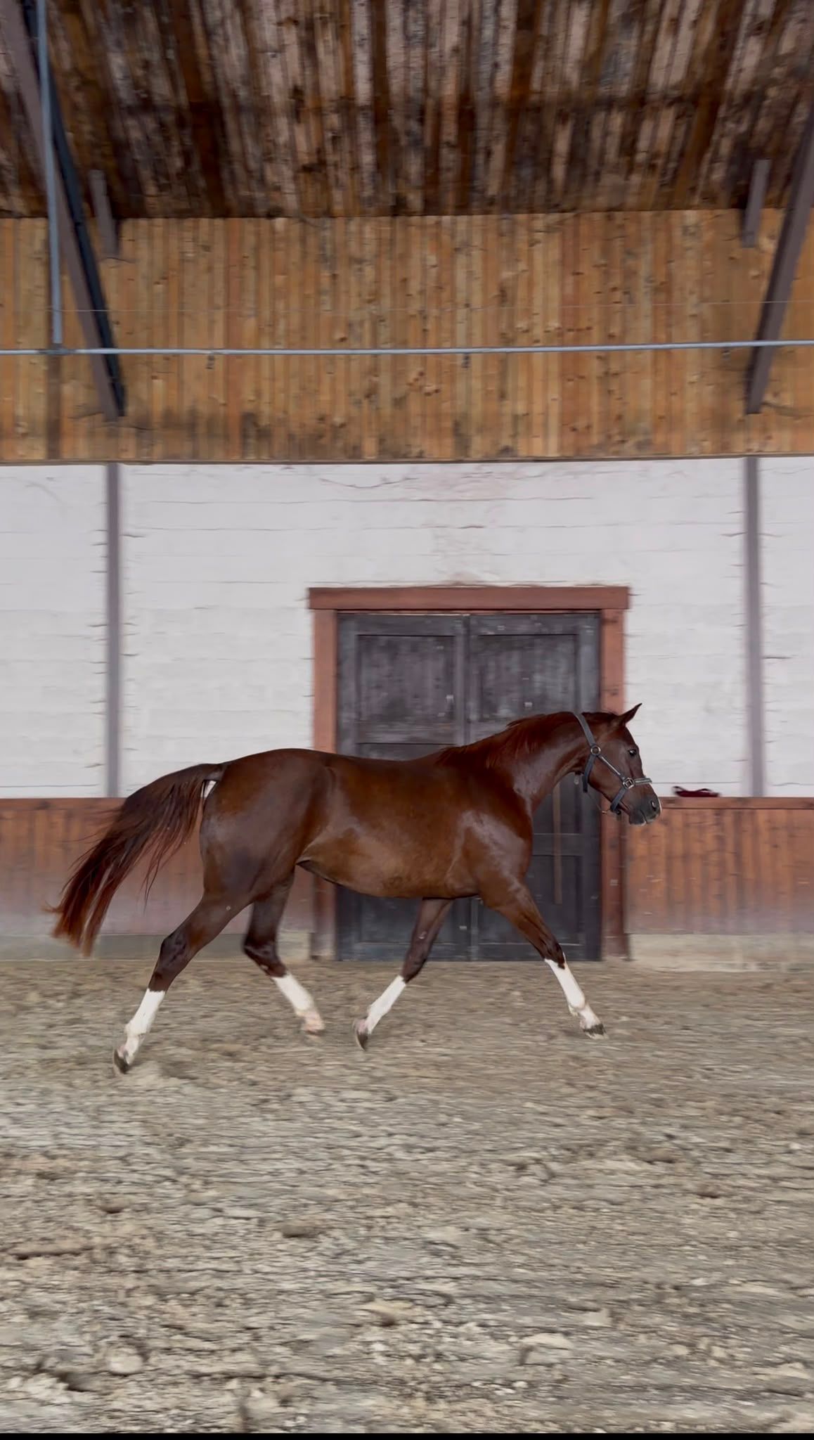 zangersheide springpaard merrie 3 anos vos à venda - Foto 2