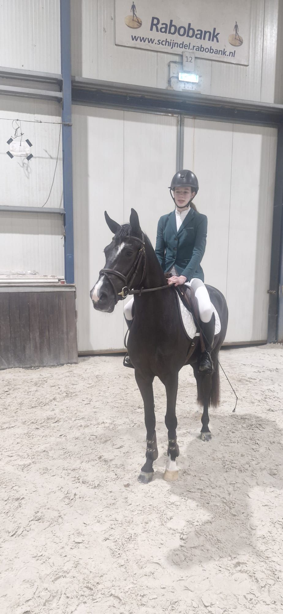 new-forest springpony merrie 4 years old zwart for sale - Photo 2