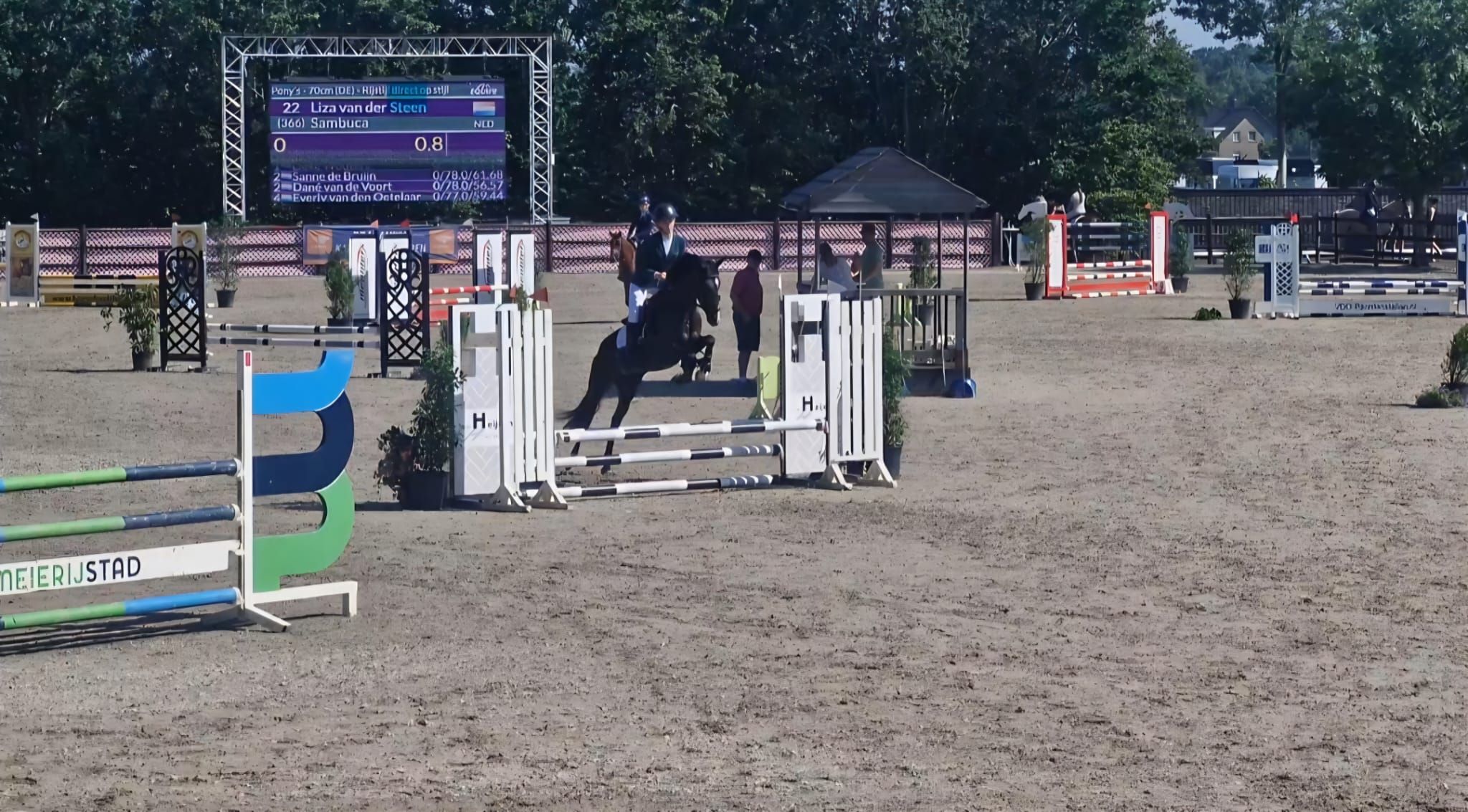 new-forest springpony merrie 4 years old zwart for sale - Photo 3