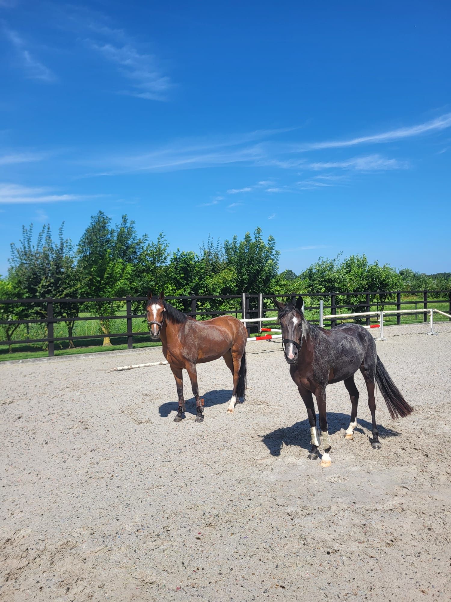 new-forest springpony merrie 4 years old zwart for sale - Photo 4