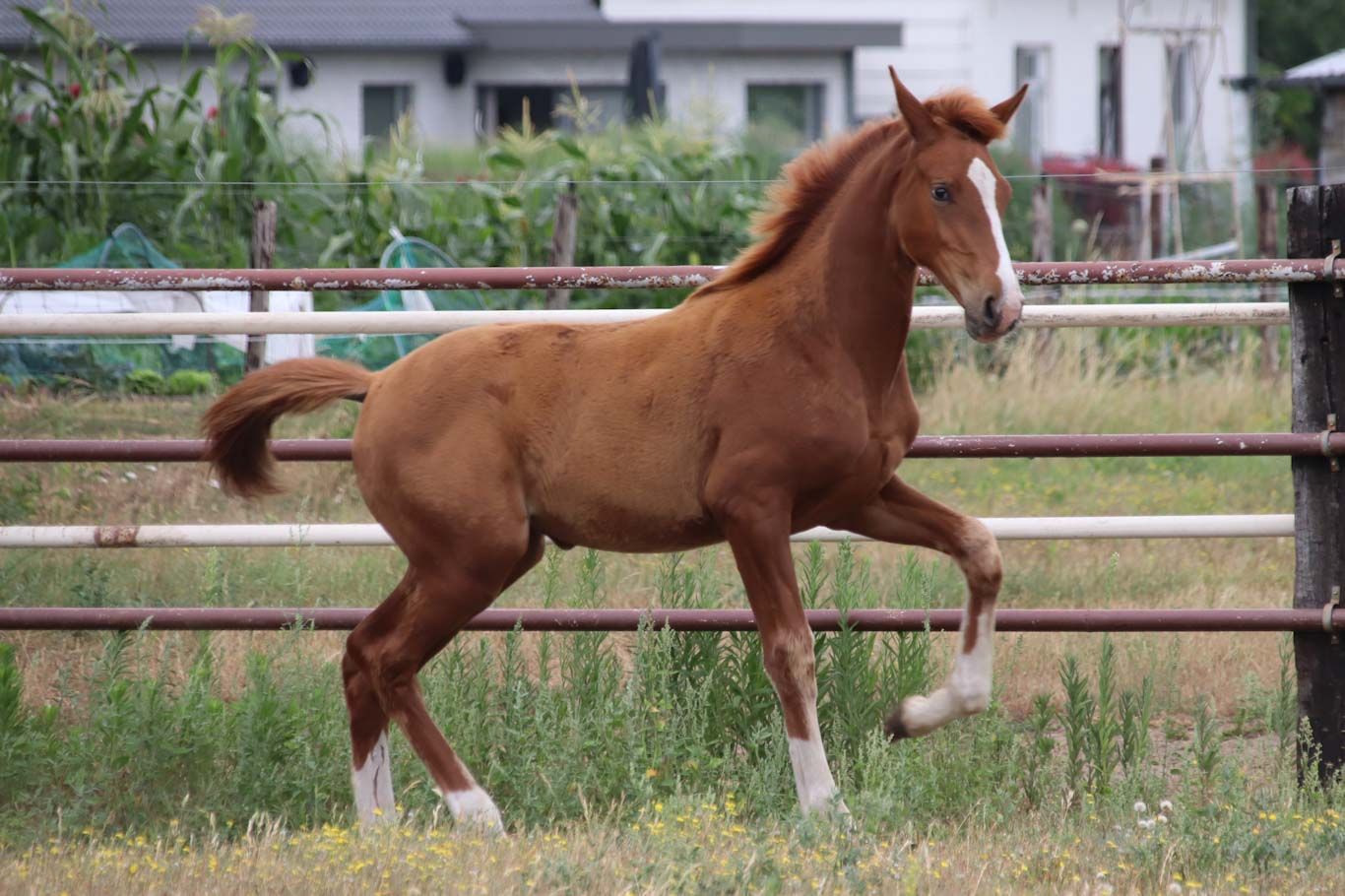 Strong moving filly by Royal Dynamic x All At Once