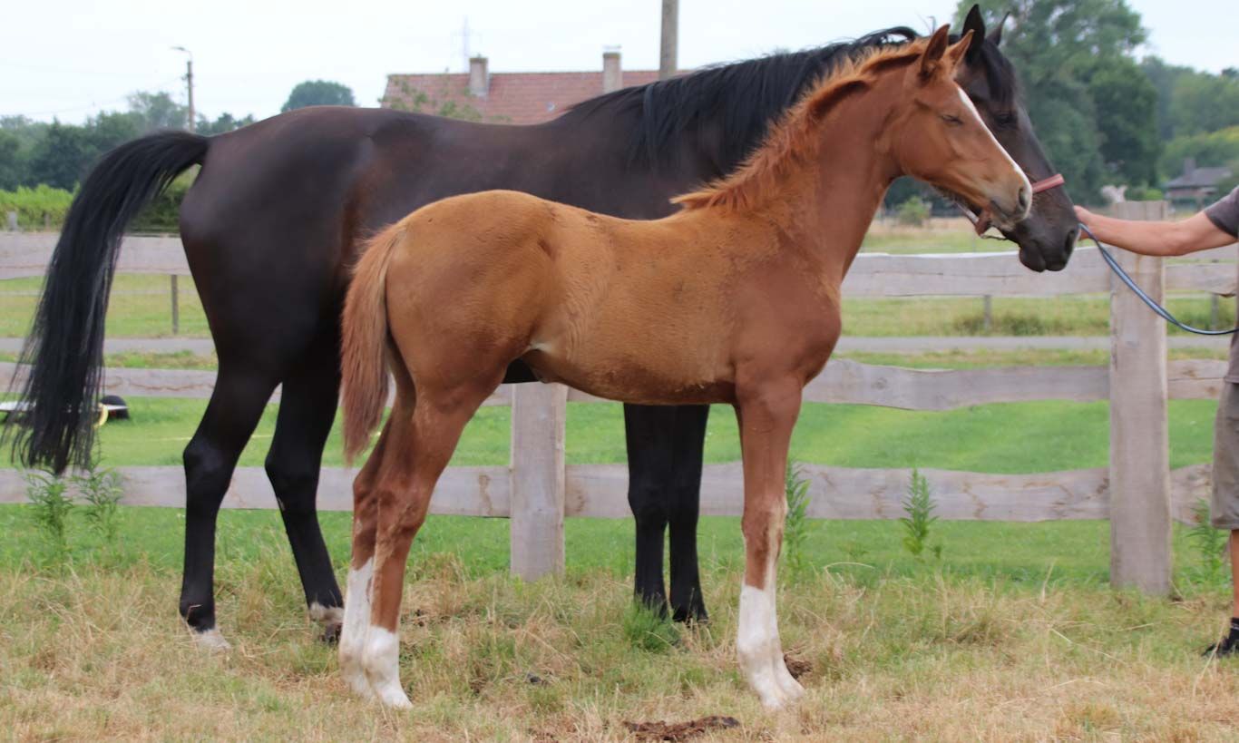 kwpn dressuurpaard merrie 0 years old vos for sale - Photo 2