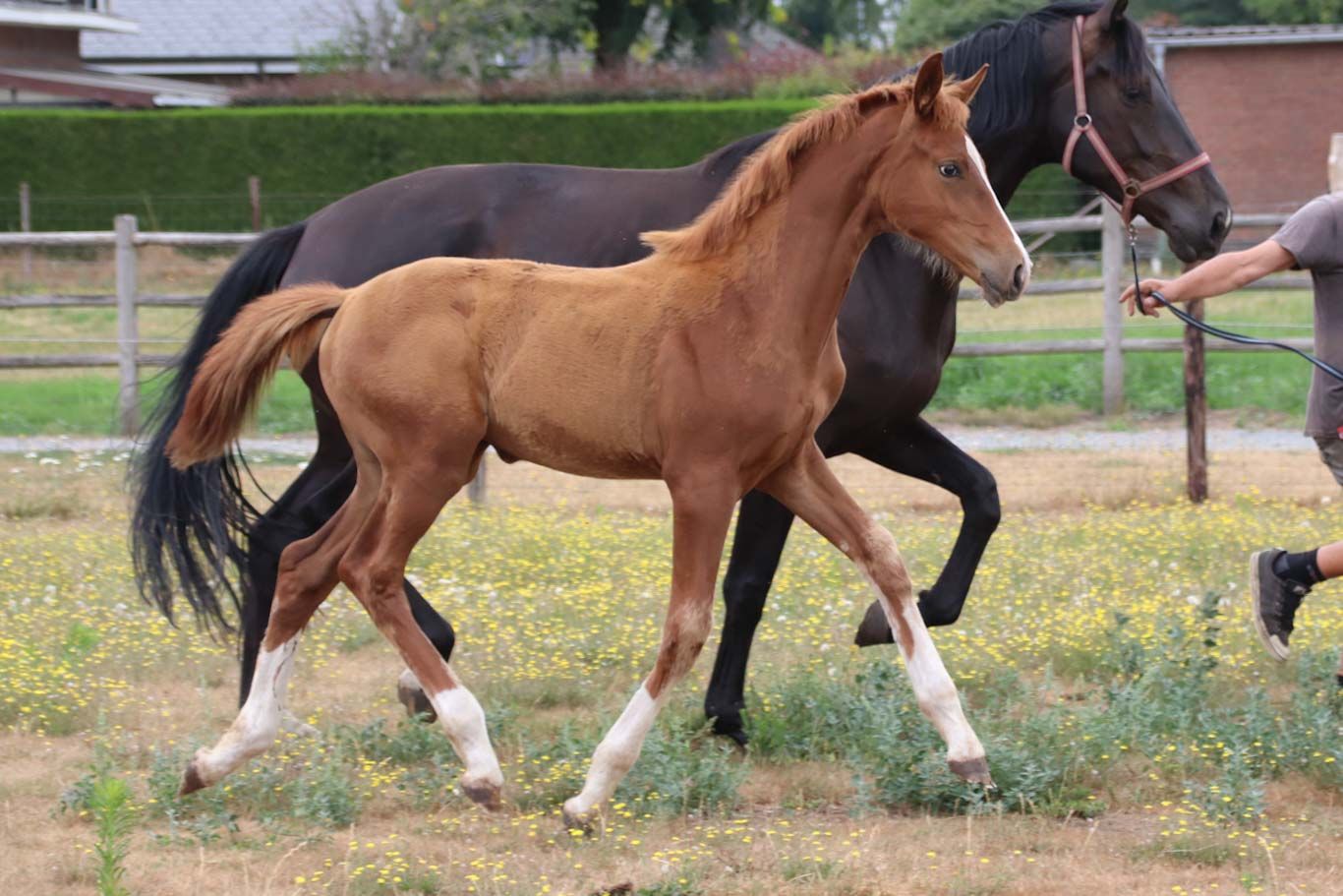 kwpn dressuurpaard merrie 0 years old vos for sale - Photo 4