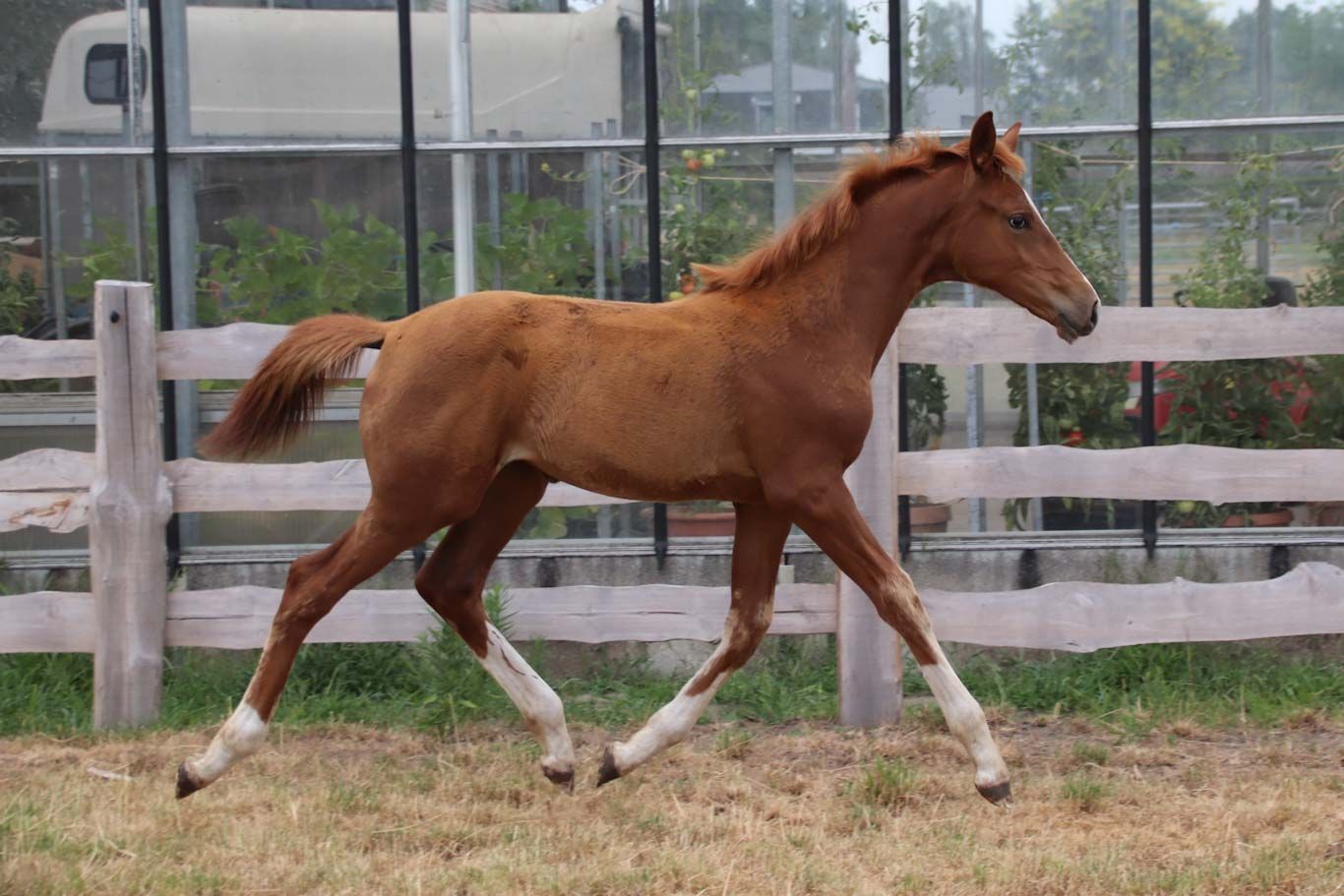 kwpn dressuurpaard merrie 0 years old vos for sale - Photo 5