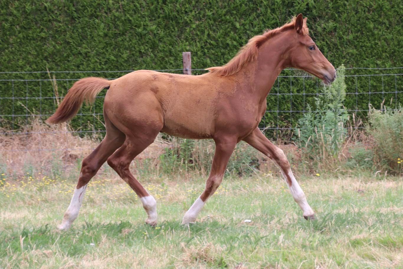 kwpn dressuurpaard merrie 0 years old vos for sale - Photo 6