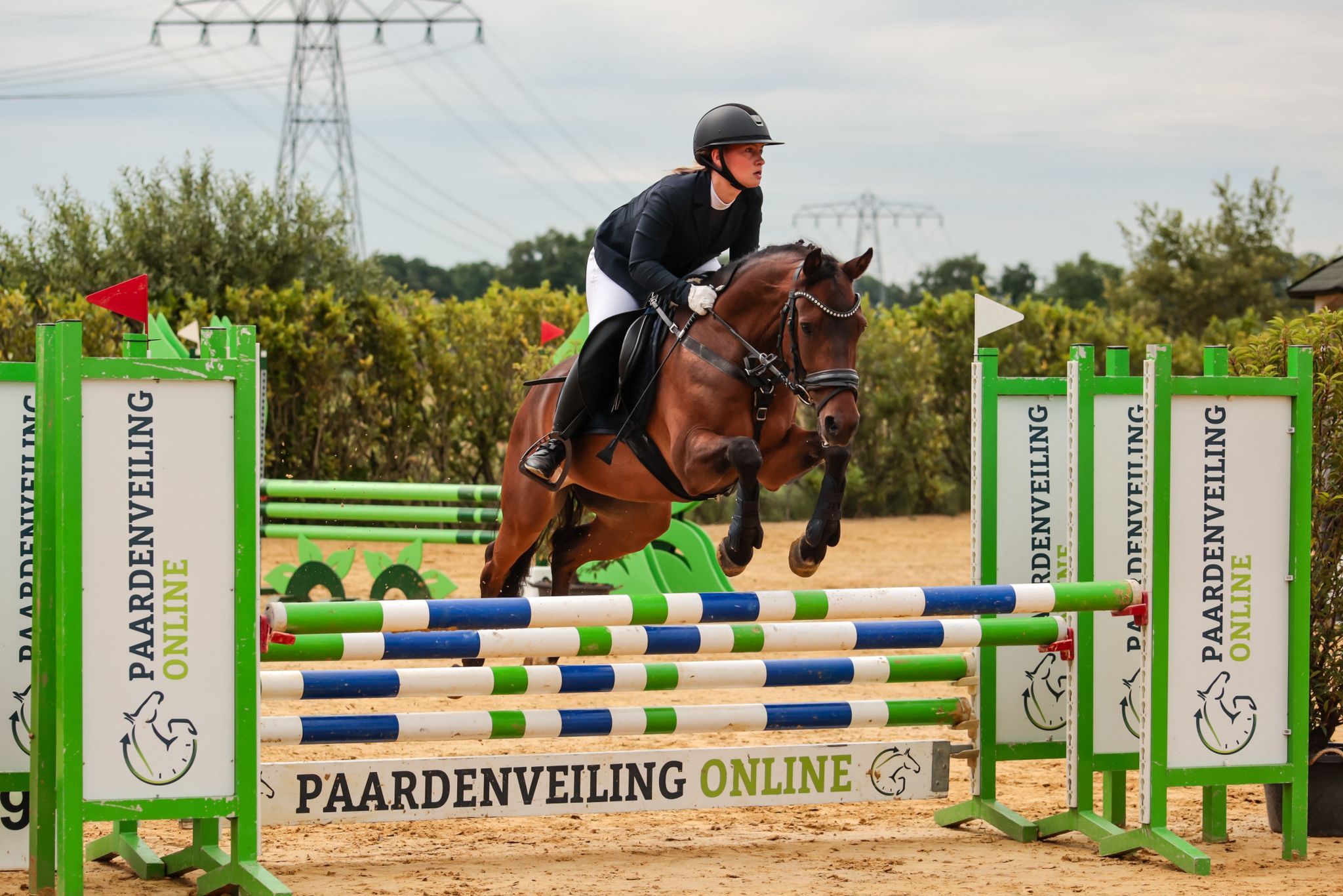 Milý, poctivý a pokojný D New Forest pony 146 cm
