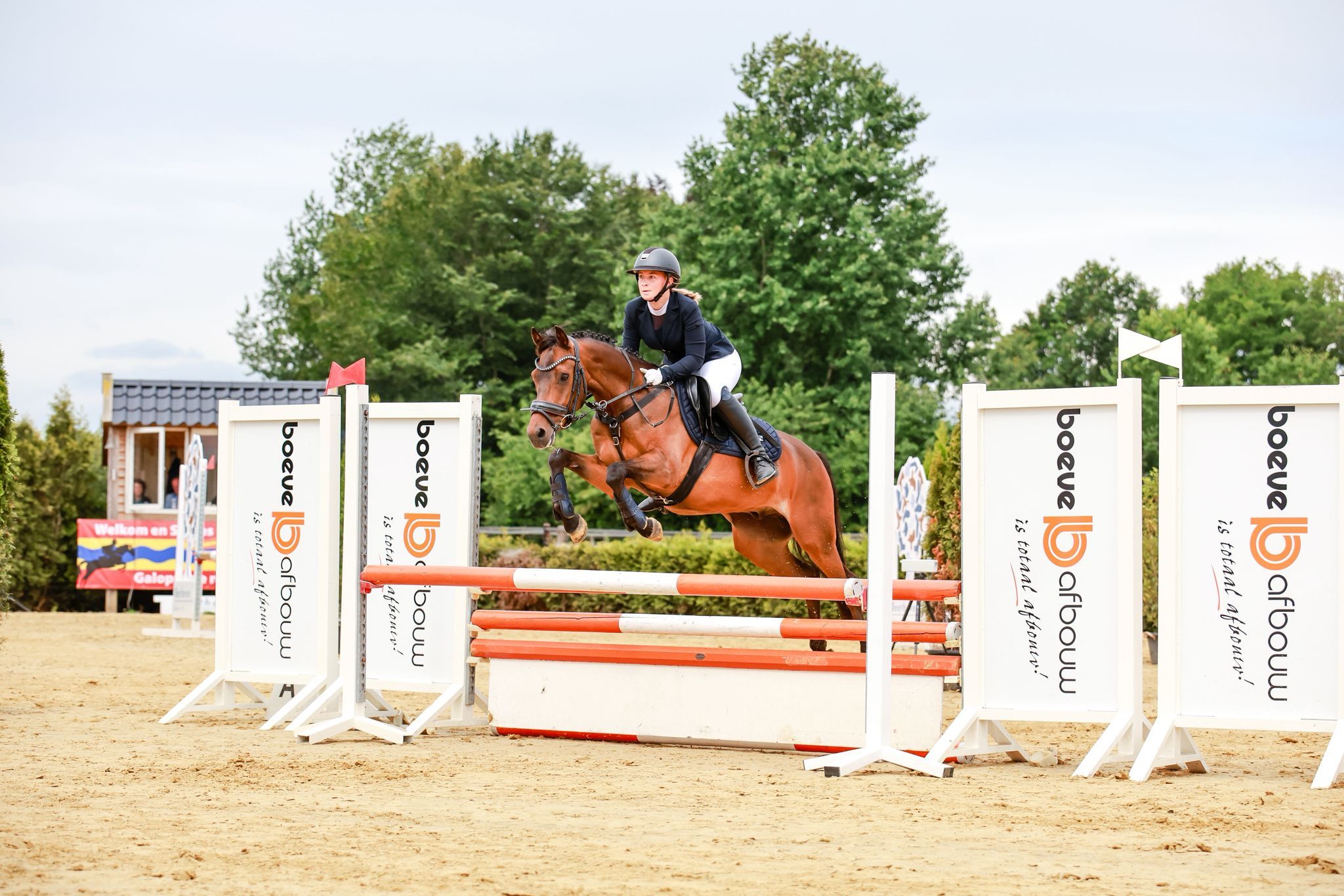 new-forest allround-pony ruin 11 år bruin till salu - Foto 2