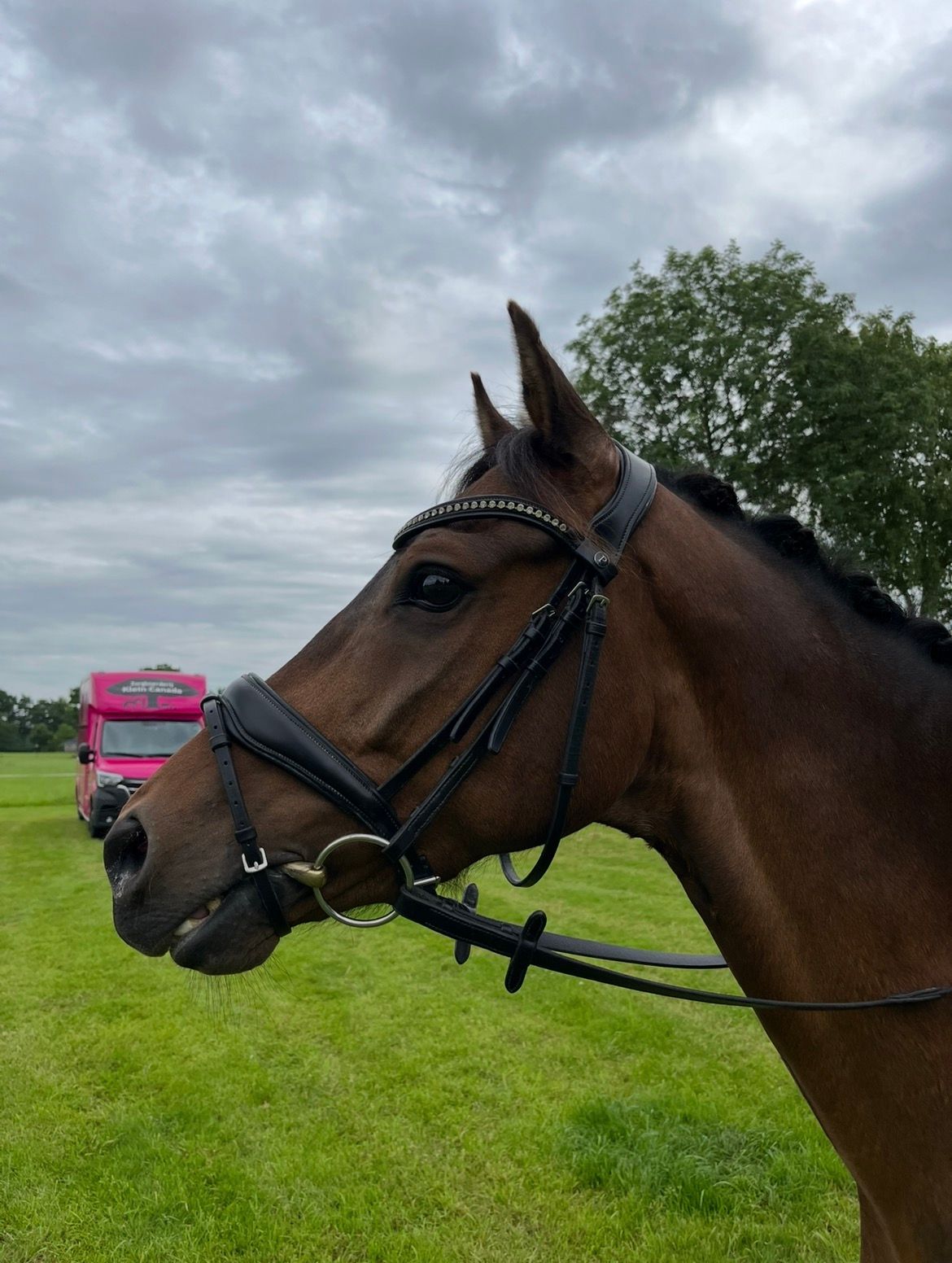 new-forest allround-pony ruin 11 år bruin till salu - Foto 3