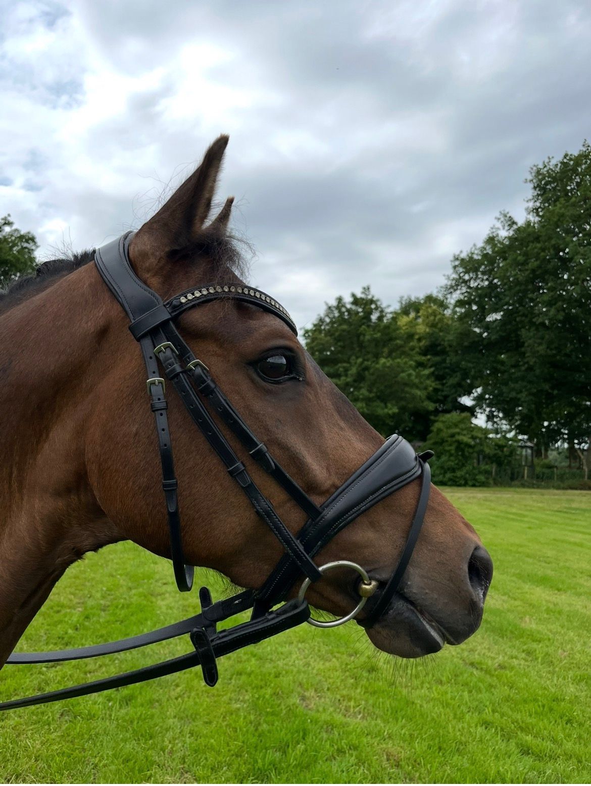 new-forest allround-pony ruin 11 år bruin till salu - Foto 4