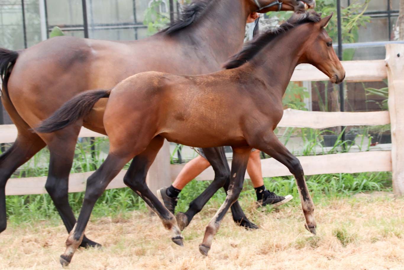 Refined filly by Pina Colada x Johnson