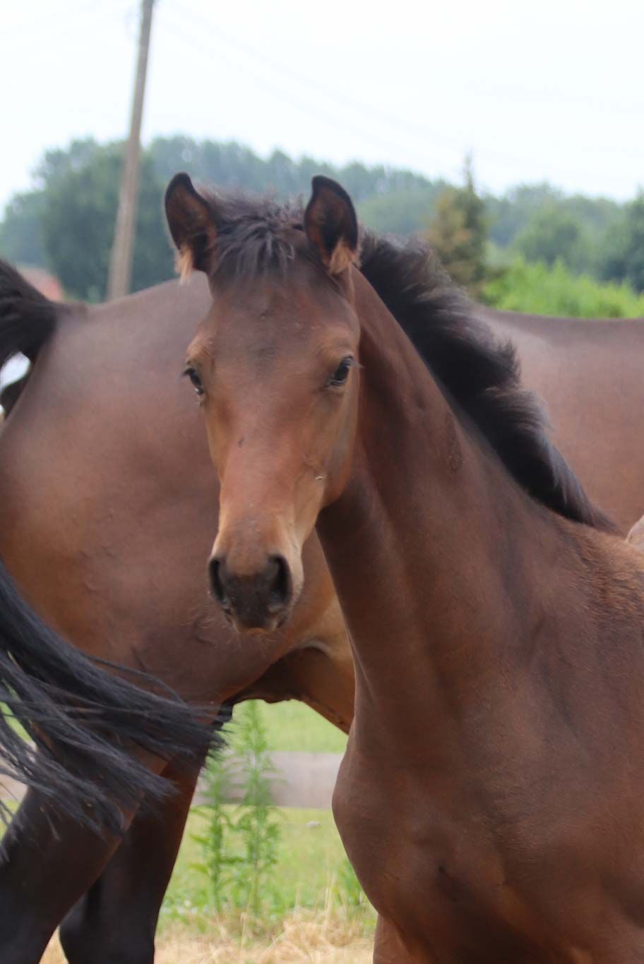 kwpn dressuurpaard merrie 0 years old for sale - Photo 2