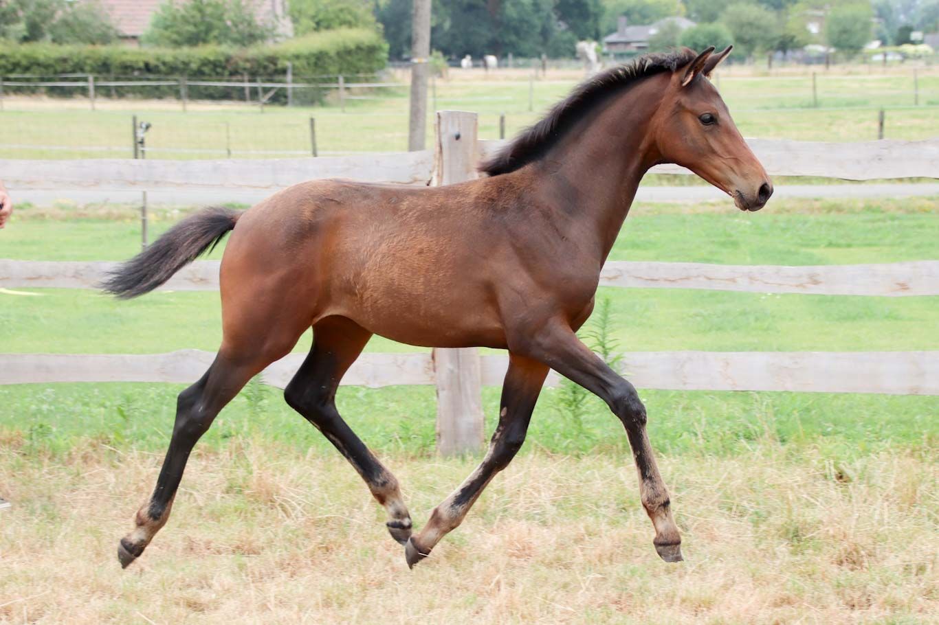 kwpn dressuurpaard merrie 0 years old for sale - Photo 4