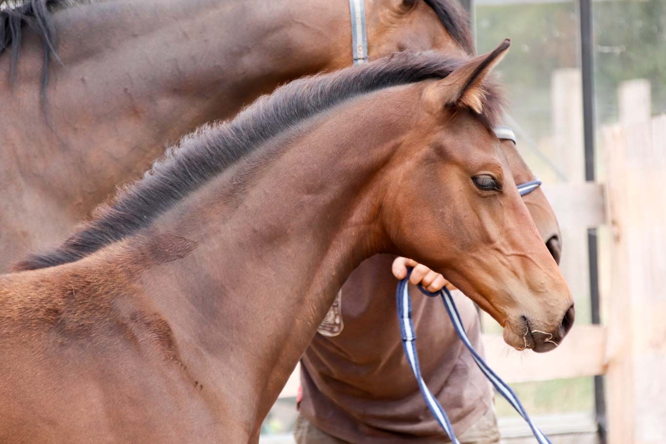 kwpn dressuurpaard merrie 0 years old for sale - Photo 6