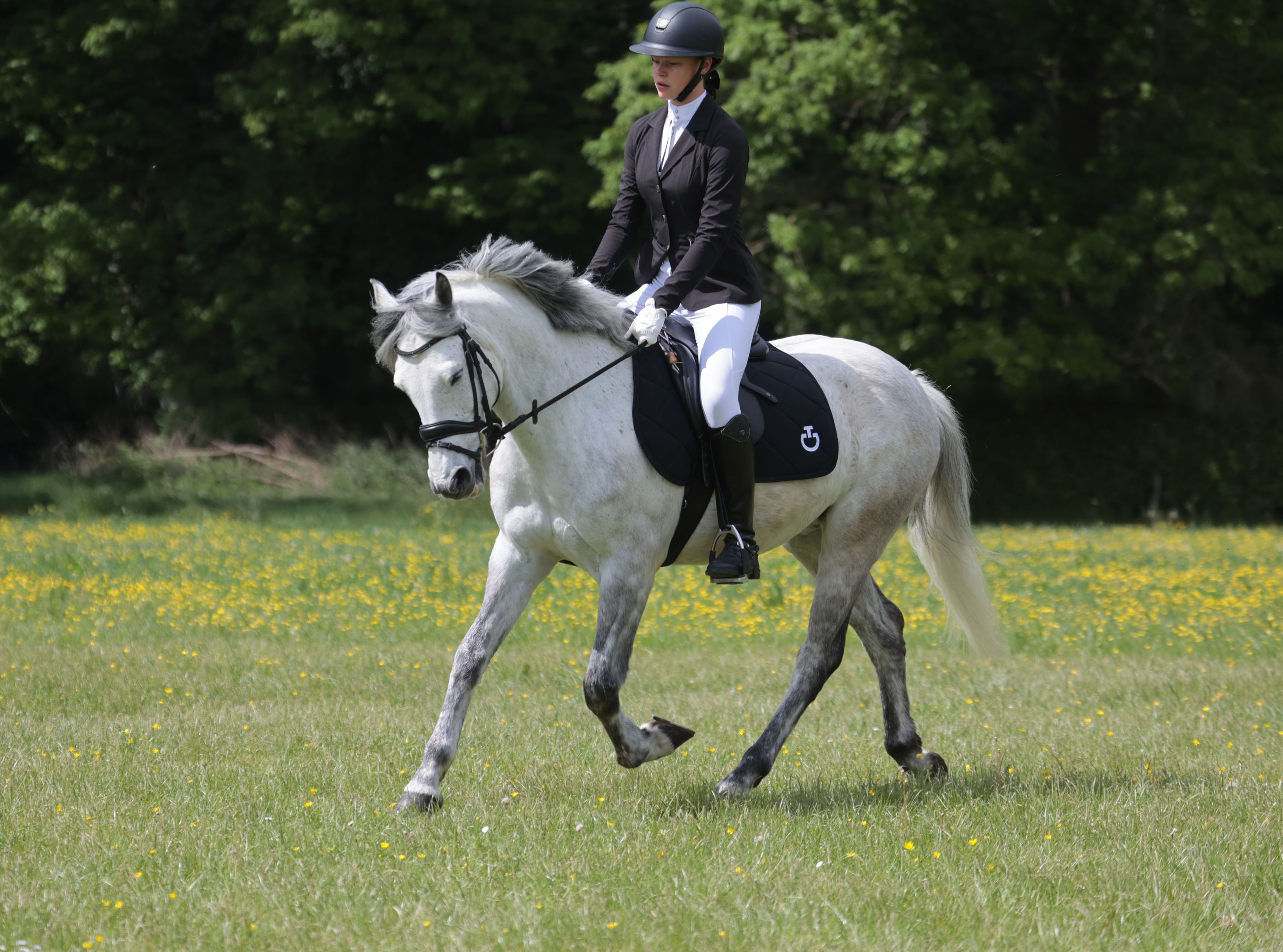 springpony ruin 12 years old schimmel for sale - Photo 4