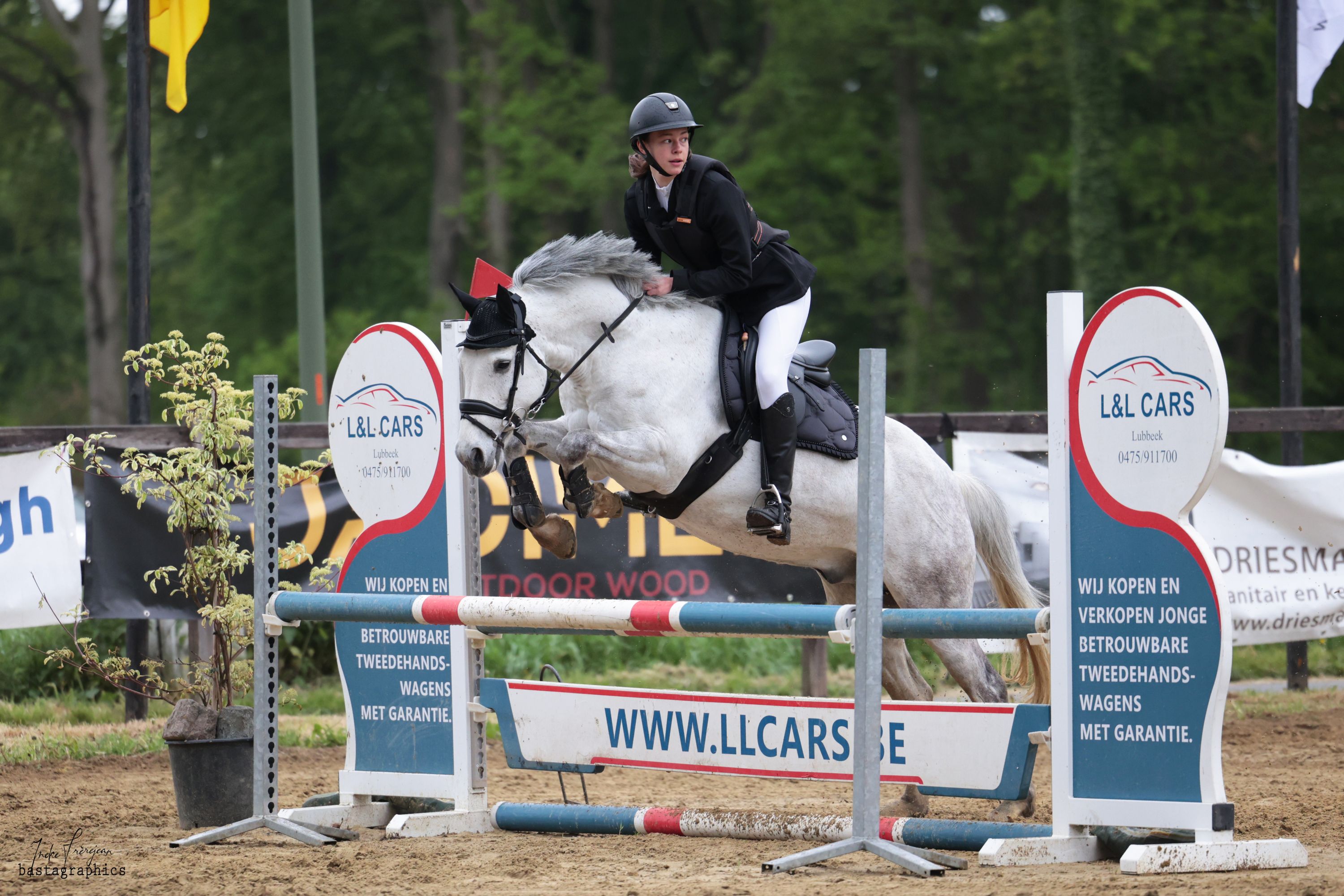 Connemara D Pony