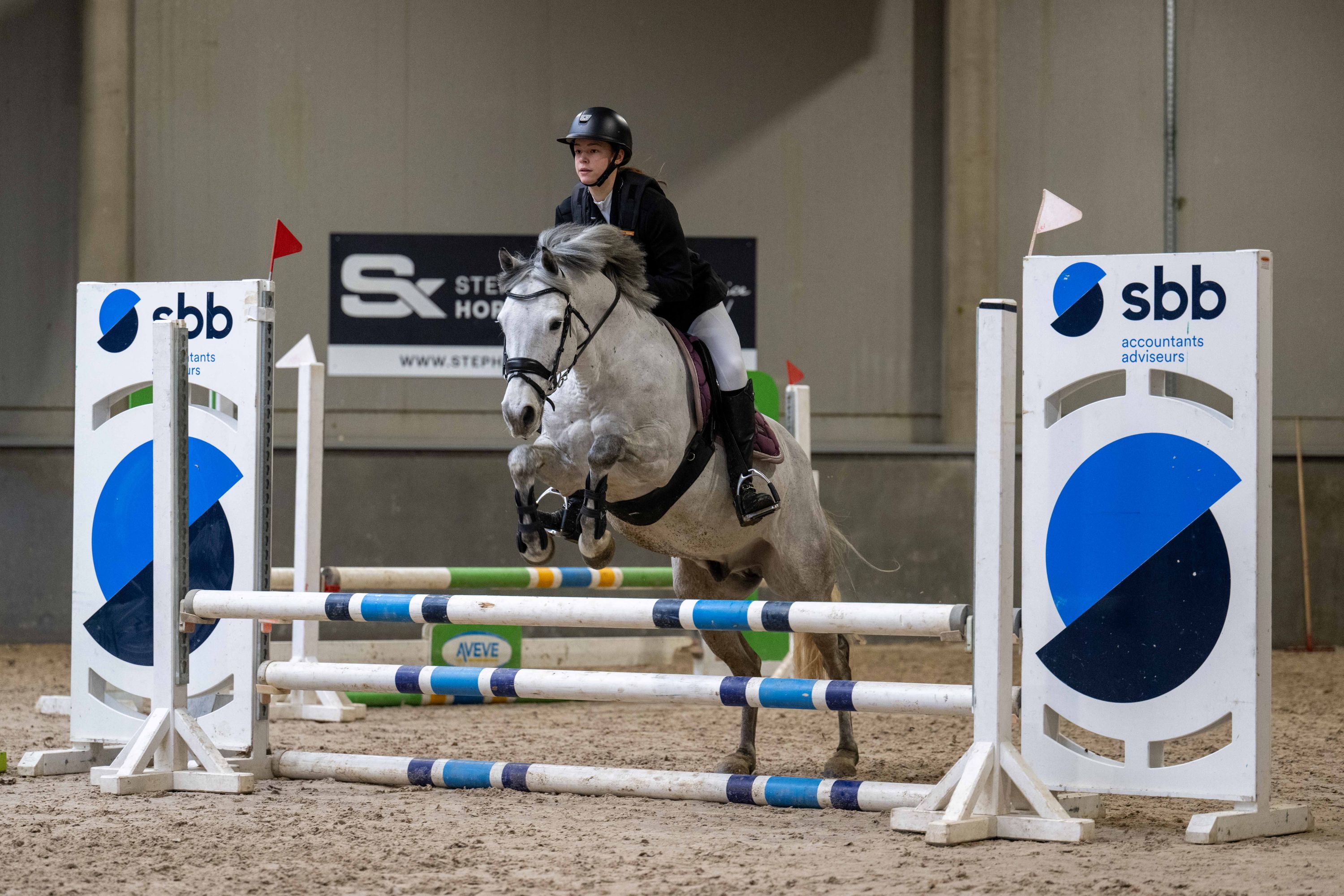 springpony ruin 12 years old schimmel for sale - Photo 2
