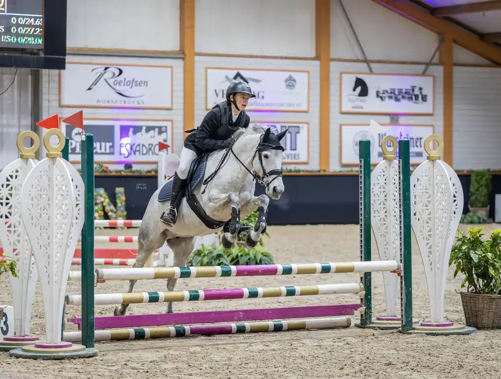 springpony ruin 12 years old schimmel for sale - Photo 3