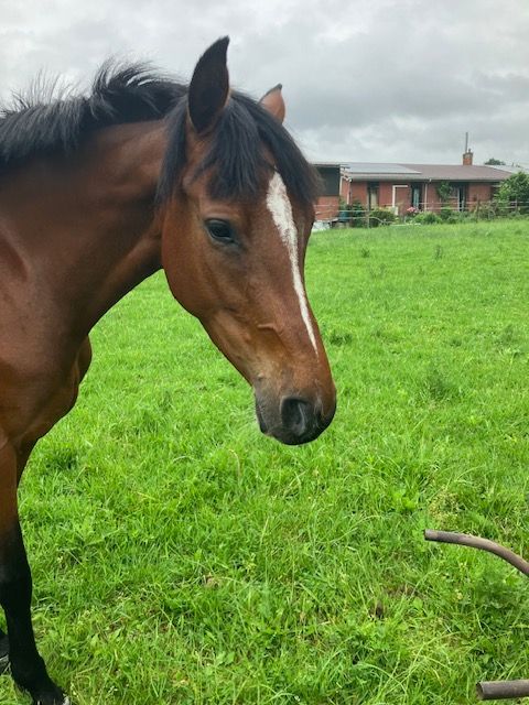 holstein springpaard merrie 4 jaar bruin te koop - Foto 2