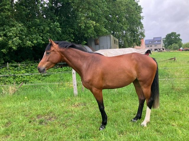 holstein springpaard merrie 4 jaar bruin te koop - Foto 4