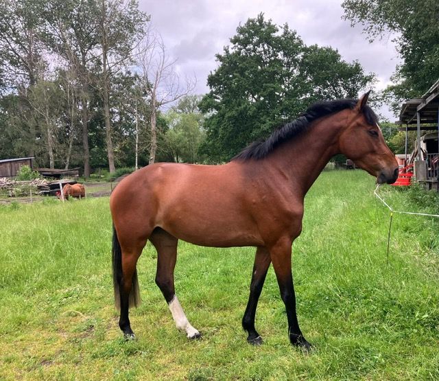 holstein springpaard merrie 4 jaar bruin te koop - Foto 3