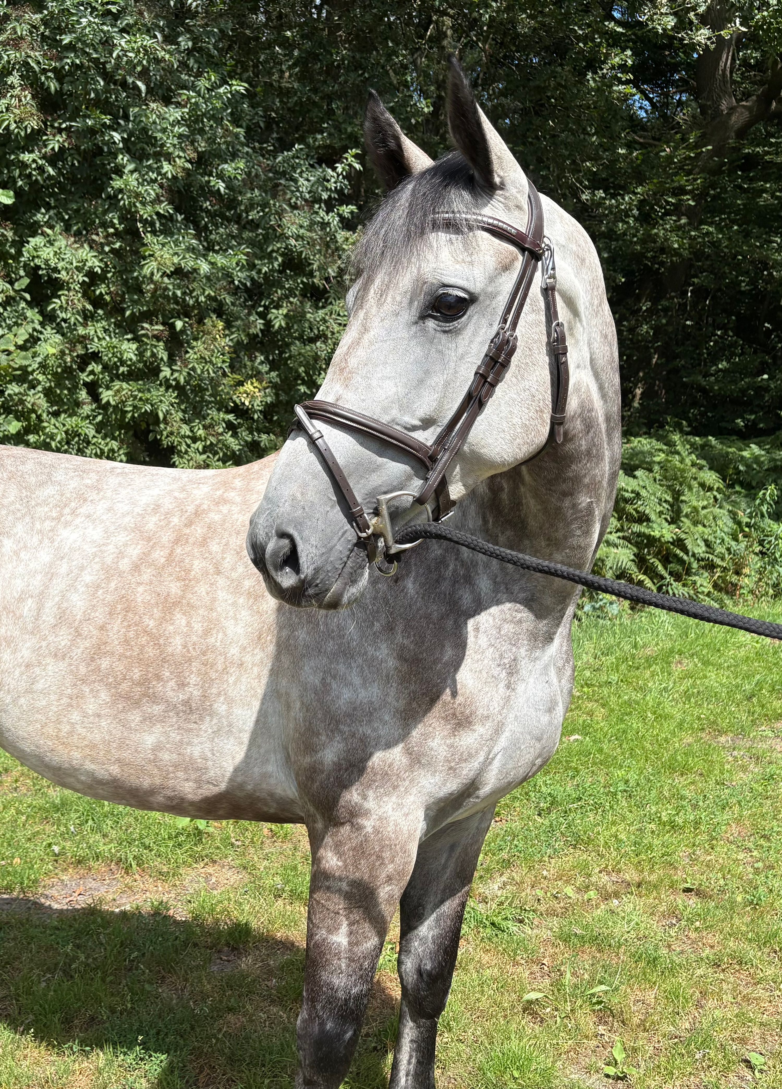 anglo-europees springpaard merrie 5 ani schimmel de vânzare - Foto 2