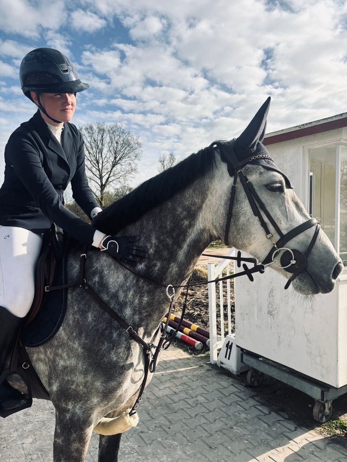 anglo-europees springpaard merrie 5 ani schimmel de vânzare - Foto 3