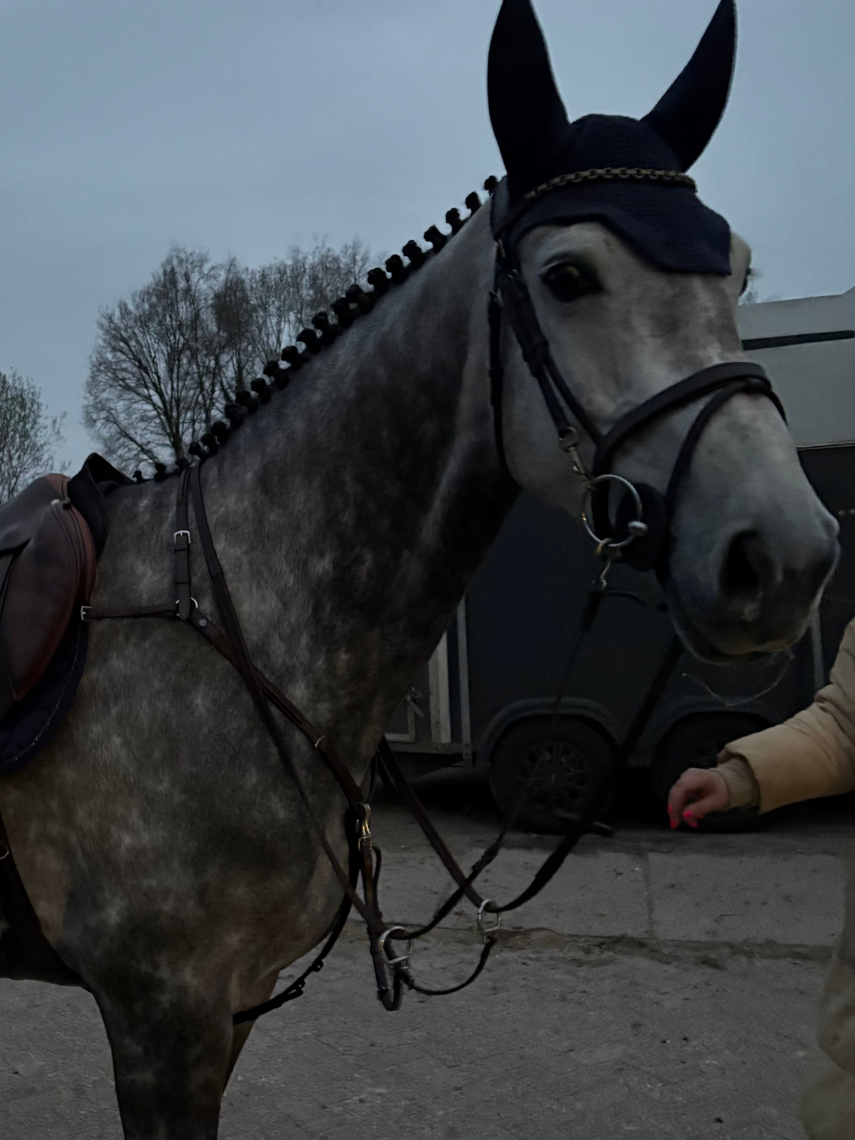 anglo-europees springpaard merrie 5 ani schimmel de vânzare - Foto 4