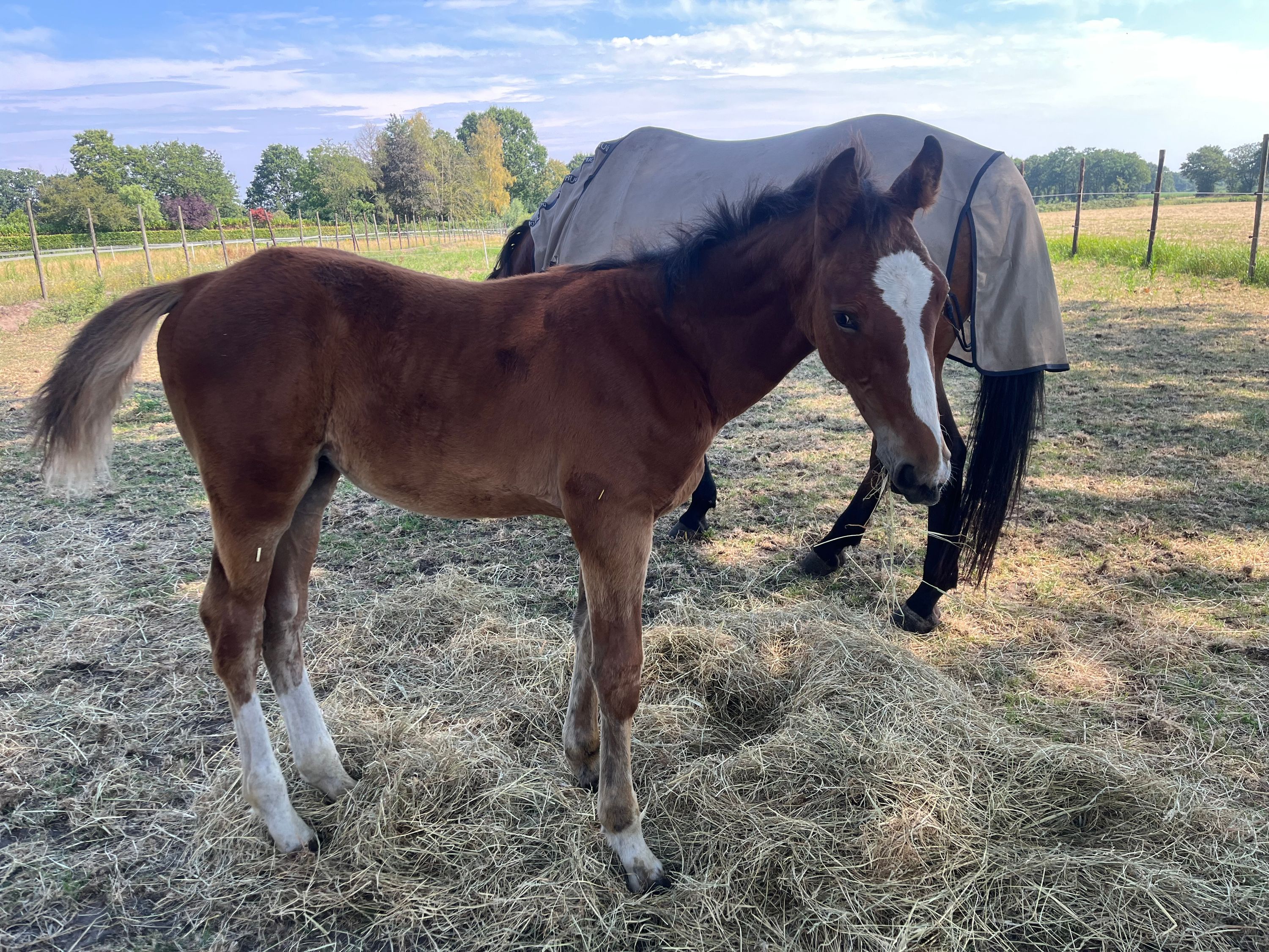 kwpn springpaard hengst 0 years old bruin for sale - Photo 2