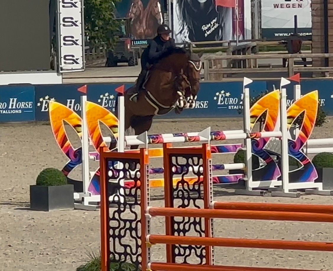 zangersheide springpaard merrie 5 years old bruin for sale - Main photo