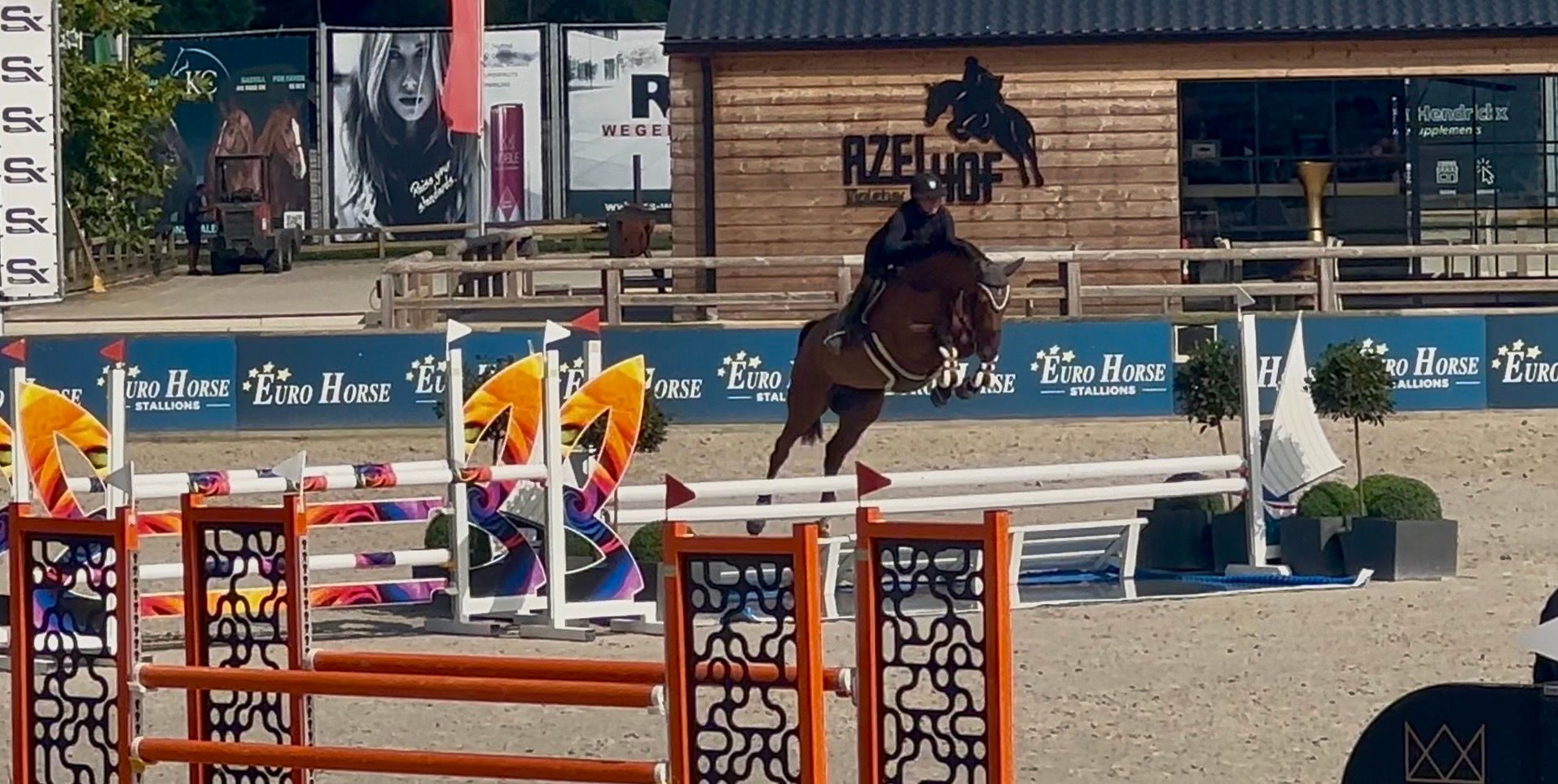 zangersheide springpaard merrie 5 years old bruin for sale - Photo 2