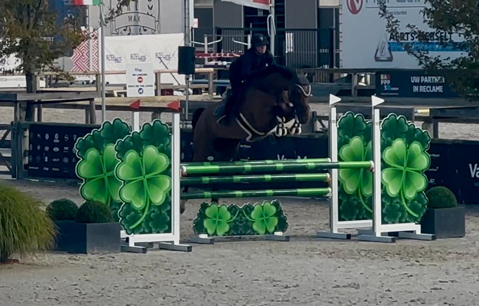 zangersheide springpaard merrie 5 years old bruin for sale - Photo 3