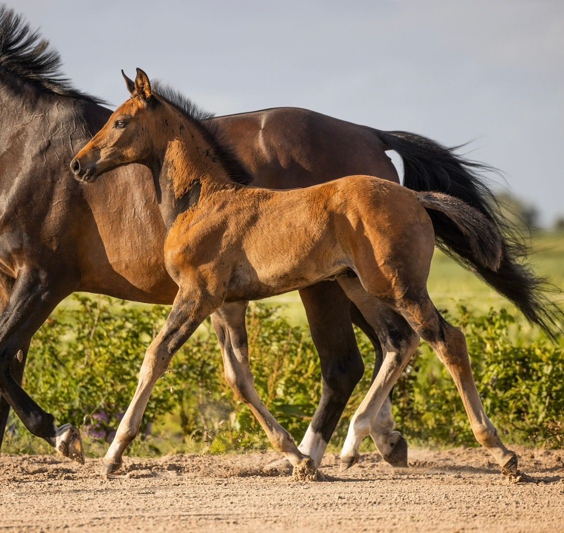 kwpn springpaard hengst 0 ani donkerbruin de vânzare - Foto 2