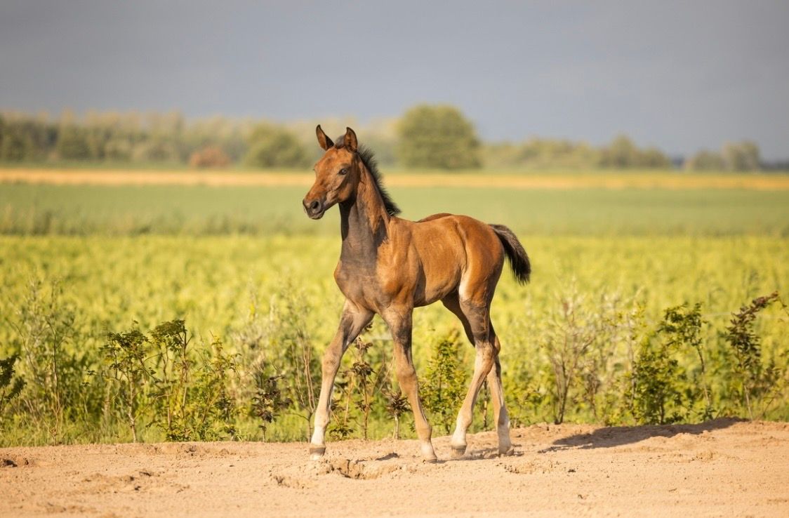 kwpn springpaard hengst 0 ani donkerbruin de vânzare - Foto 3