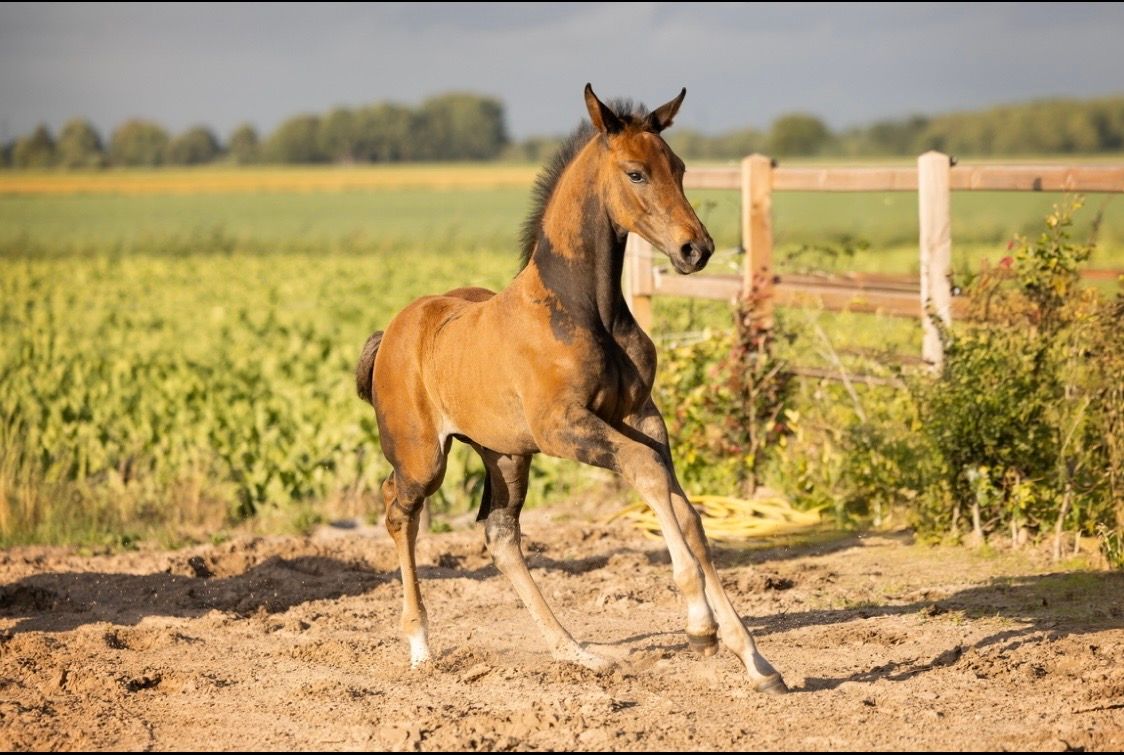 kwpn springpaard hengst 0 ani donkerbruin de vânzare - Foto 4