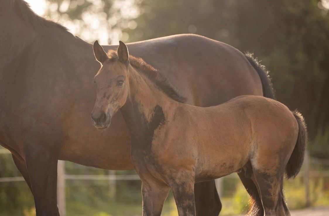 kwpn springpaard hengst 0 ani donkerbruin de vânzare - Foto 6