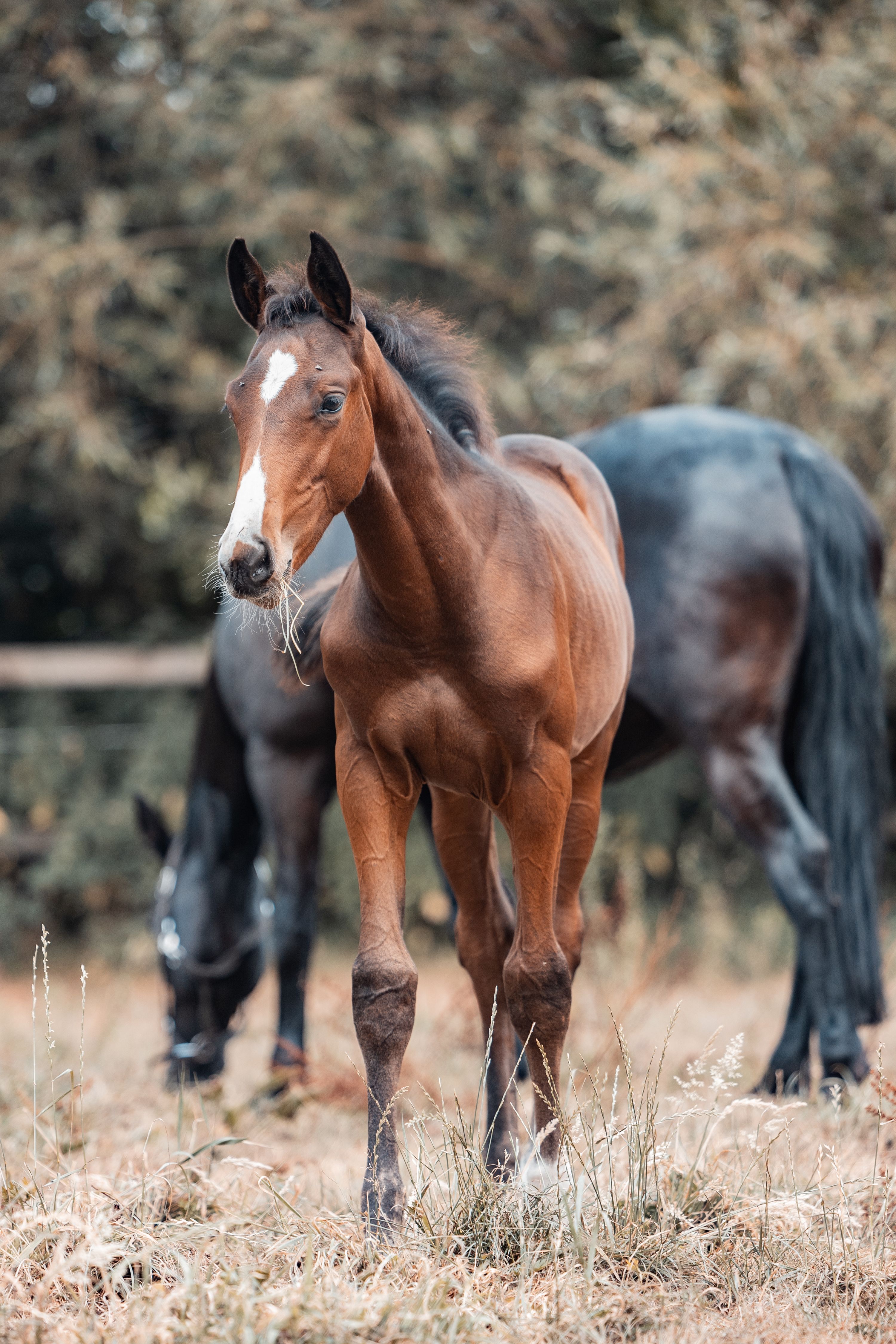 zangersheide springpaard hengst 0 Jahre alt donkerbruin zu verkaufen - Foto 4