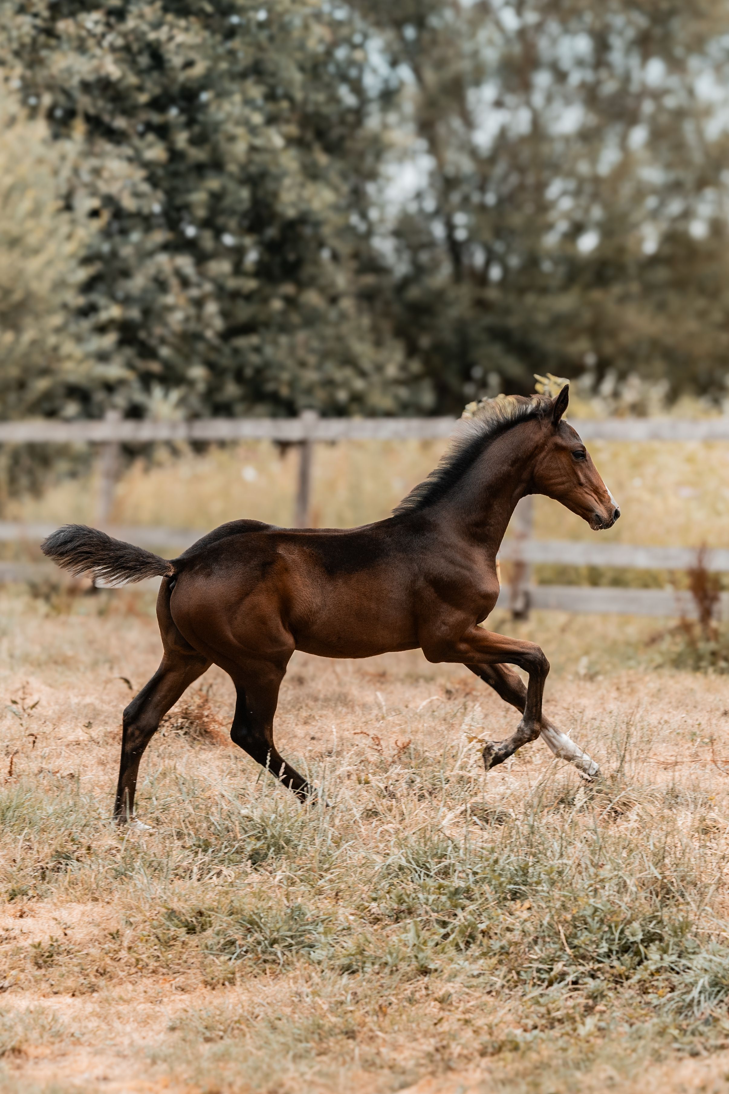zangersheide springpaard hengst 0 Jahre alt donkerbruin zu verkaufen - Foto 2