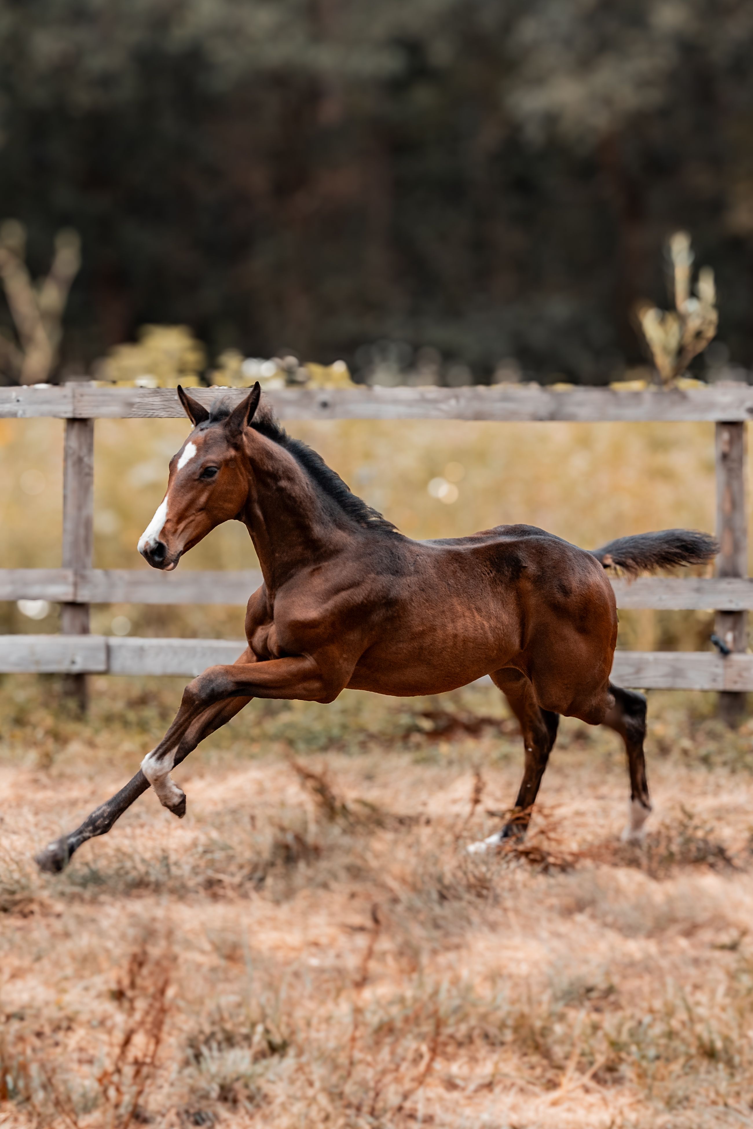 zangersheide springpaard hengst 0 Jahre alt donkerbruin zu verkaufen - Foto 3