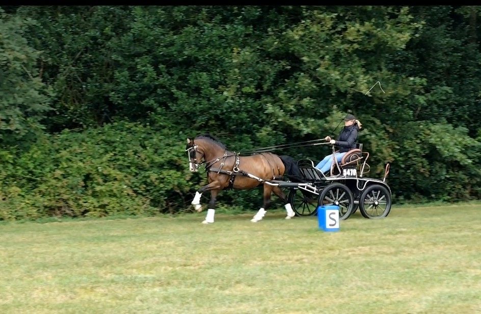 Talented XXL driving pony with lots of GO