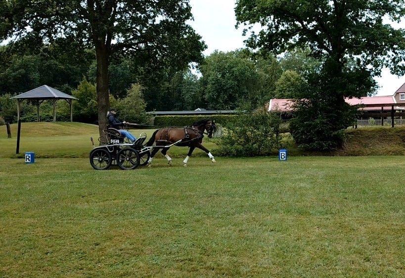 welsh aangespannen-pony merrie 13 years old donkerbruin for sale - Photo 2