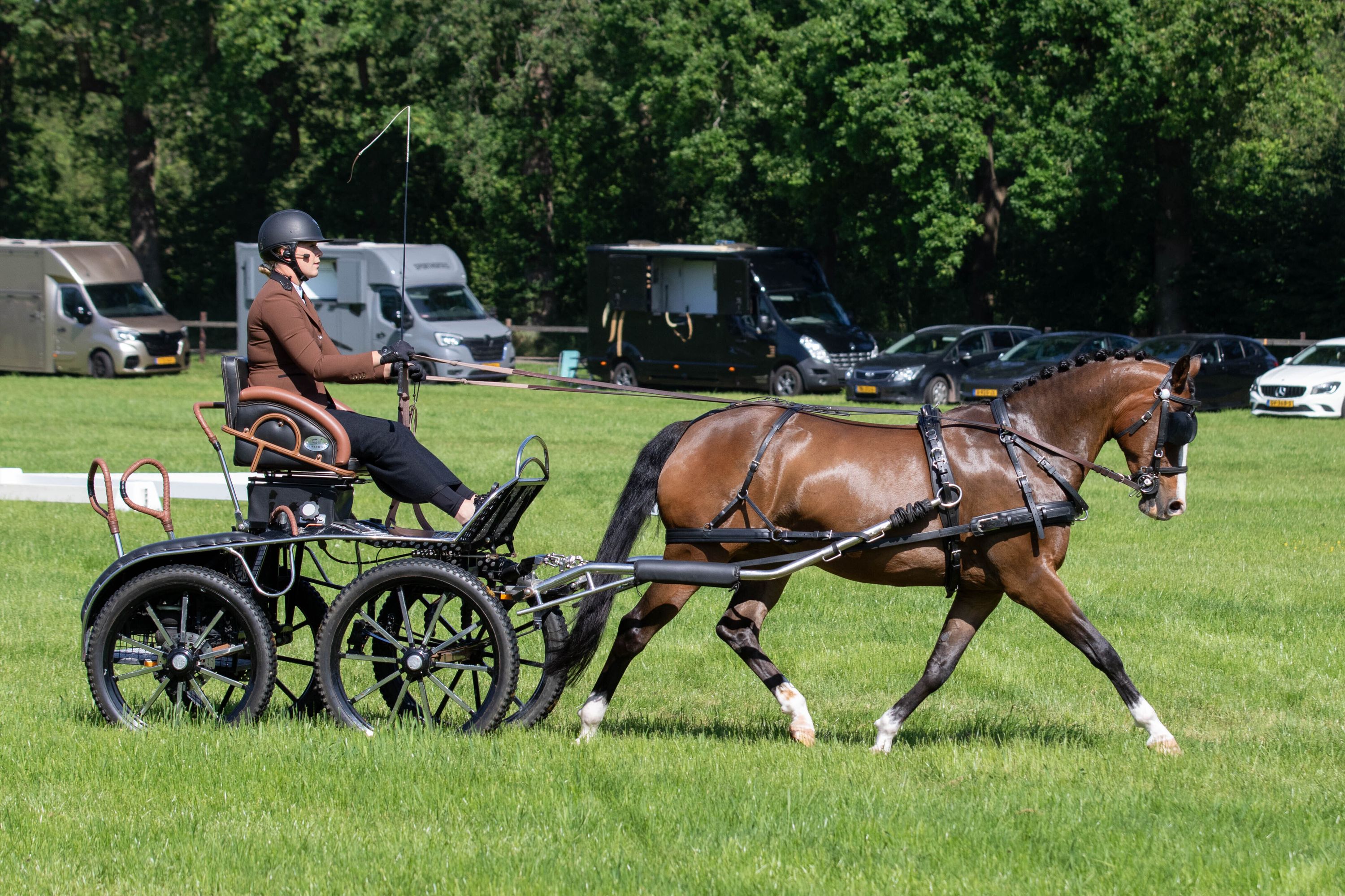 welsh aangespannen-pony merrie 13 years old donkerbruin for sale - Photo 5