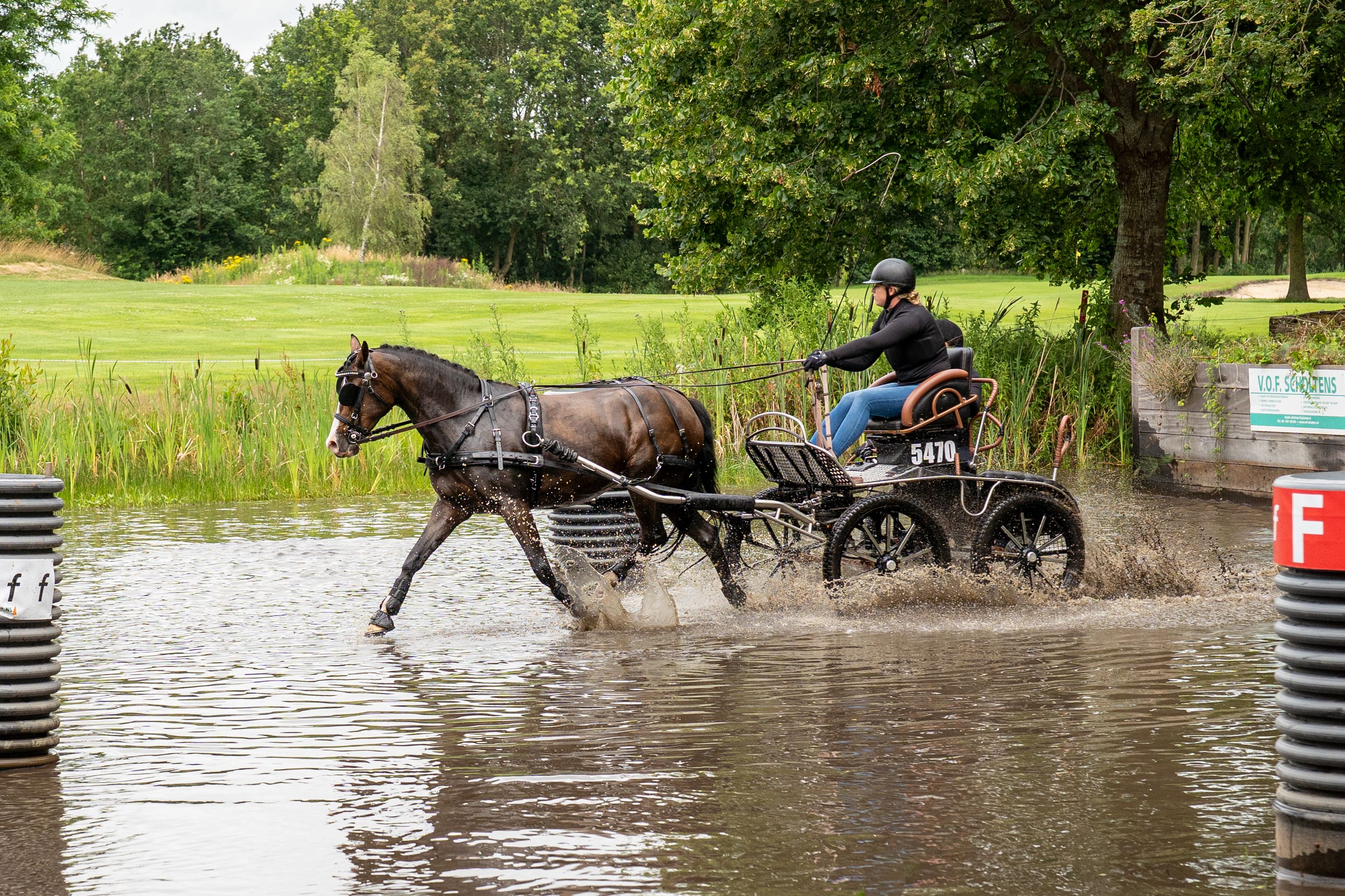 welsh aangespannen-pony merrie 13 years old donkerbruin for sale - Photo 6