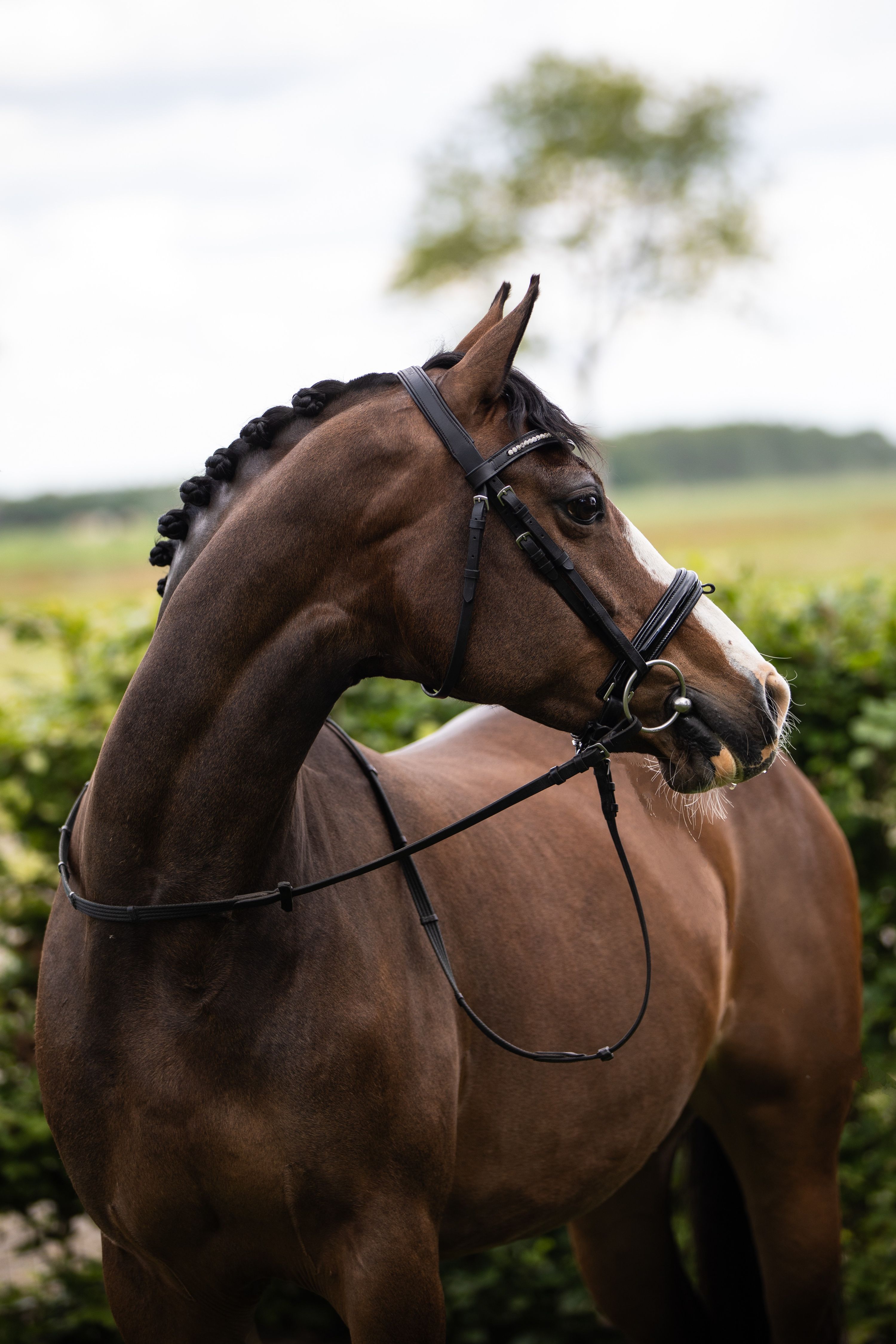 welsh aangespannen-pony merrie 13 years old donkerbruin for sale - Photo 3