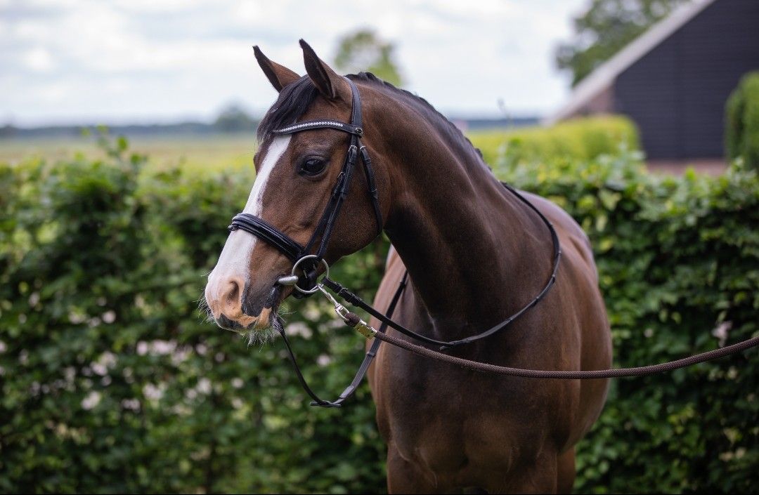 welsh aangespannen-pony merrie 13 years old donkerbruin for sale - Photo 4